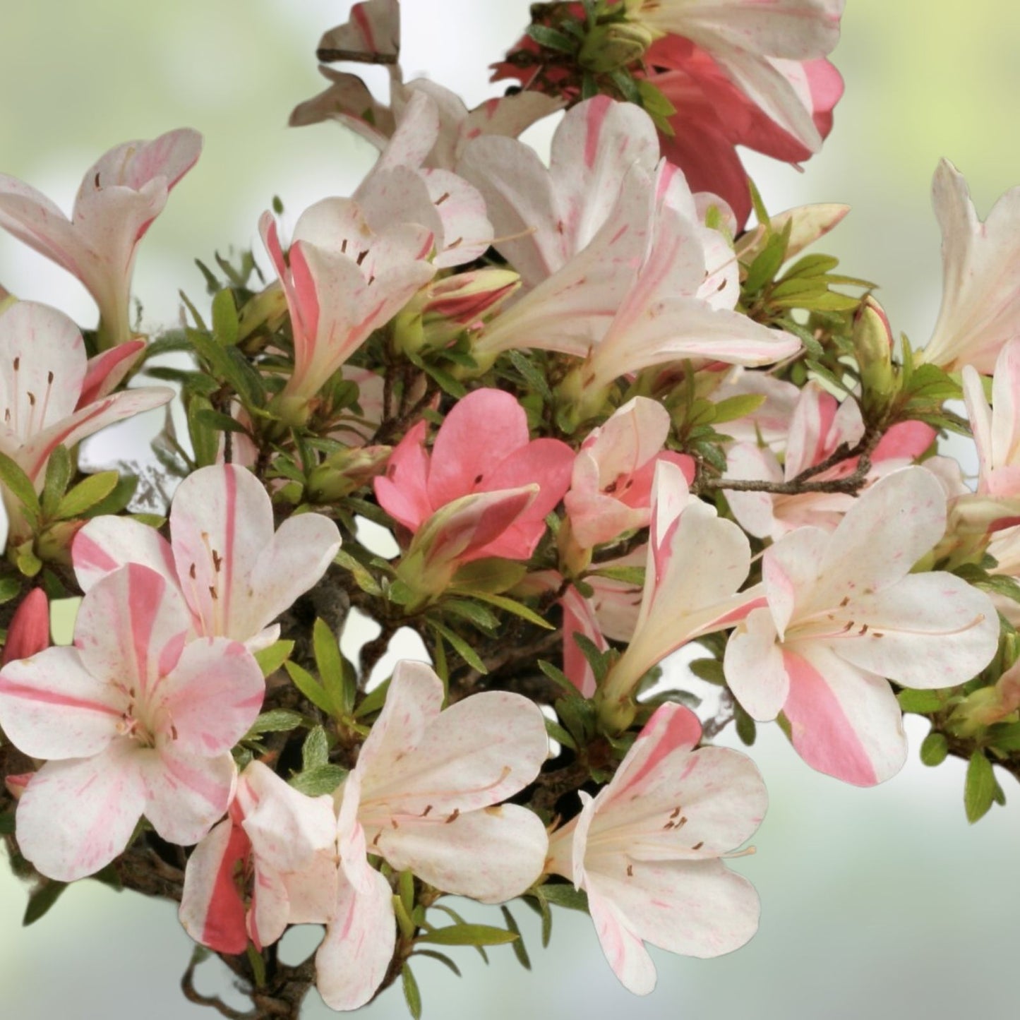 Azalea Starter Plant - Pink Striped Deciduous Rhododendron - Garden Flowering Shrub - Live Plant for Landscaping