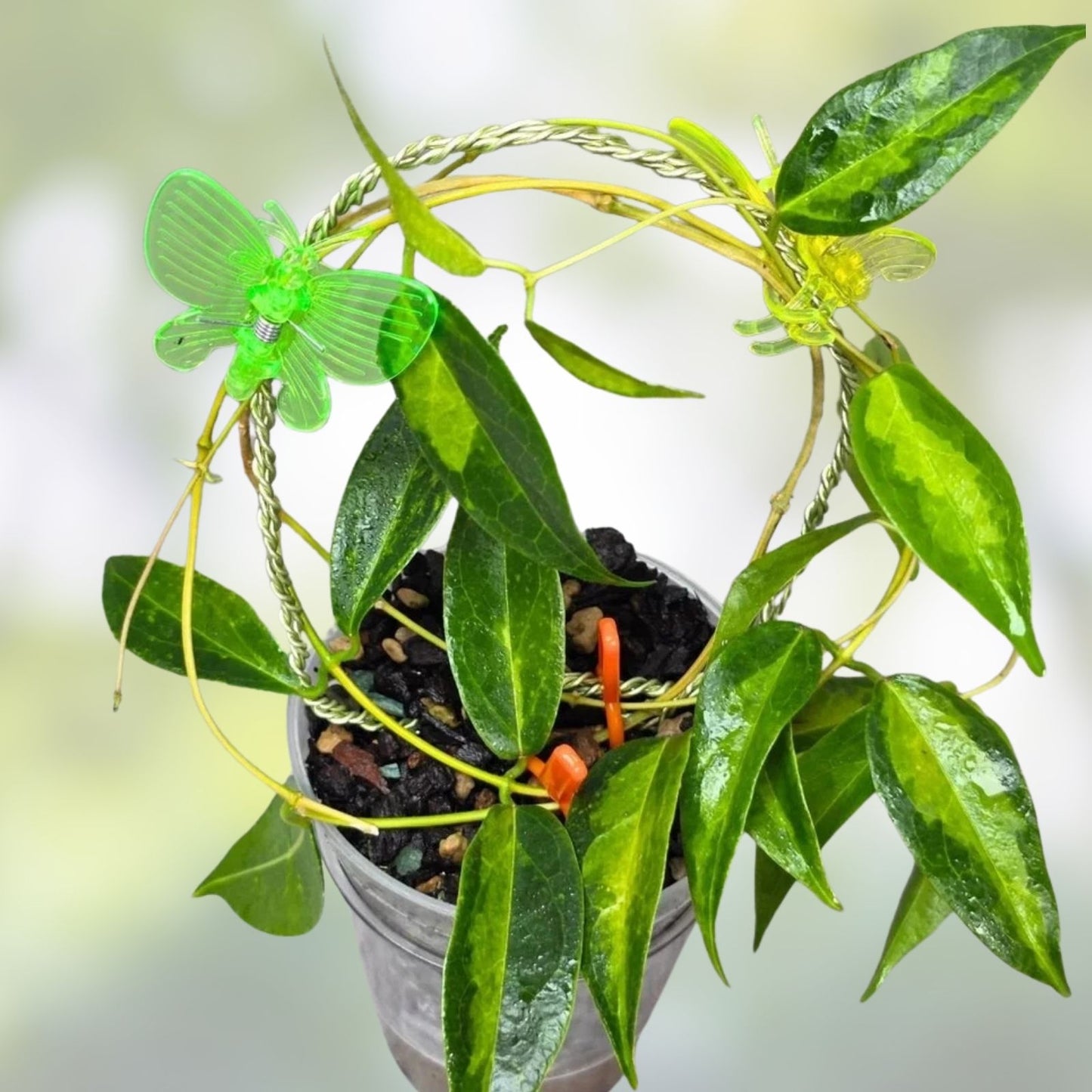Well Rooted Hoya Tannaensis Plant - Tropical Indoor Houseplant with Green Foliage - Easy Care, Live Plant