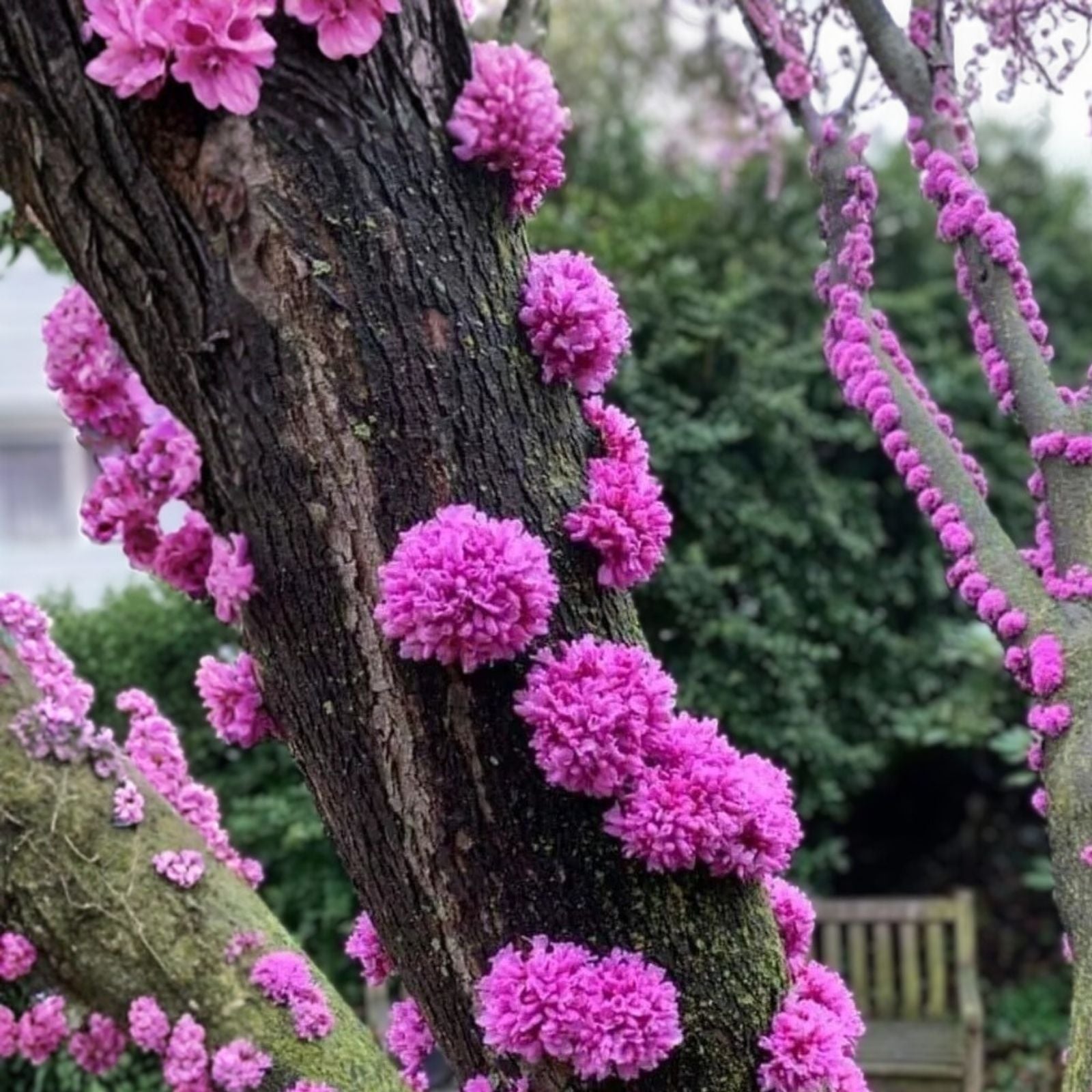 Judas Tree Seeds 20 Count - Flowering Tree Cercis siliquastrum for Yard Garden or Bonsai Planting