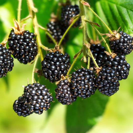 10 Bare Root Blackberry Plants Sweetie Pie Rubus fruit Non-GMO Fruiting Shrubs for Garden Antioxidant Rich Berries