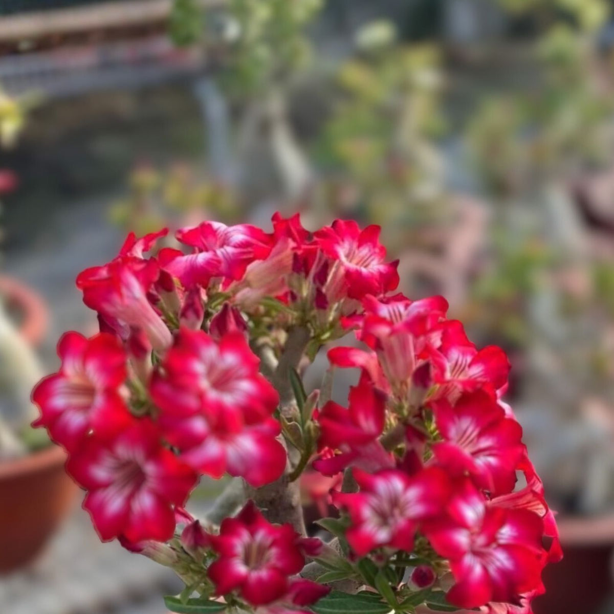 Bonsai Desert Rose Plant - 3 Gallon Pot - Blooming Flowers - Adenium obesum - Perfect for Indoor & Outdoor Decor