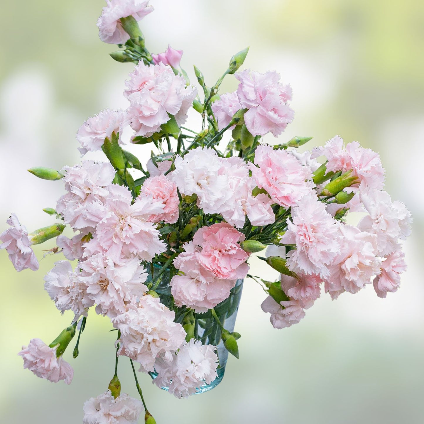 Carnation Flower Seeds 100 Pack - La France Pink Dianthus caryophyllus Easy to Grow Garden Seeds