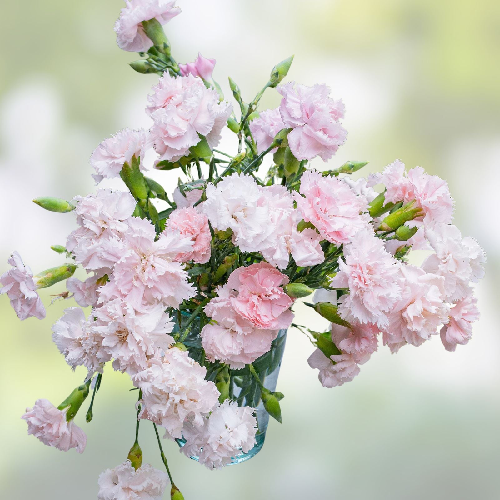 Carnation Flower Seeds 100 Pack - La France Pink Dianthus caryophyllus Easy to Grow Garden Seeds