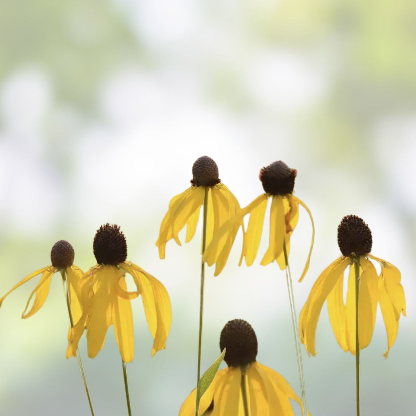 Weeping Coneflower Seeds 100 Pack - Easy to Grow Native Wildflower Ratibida pinnata for Garden Planting