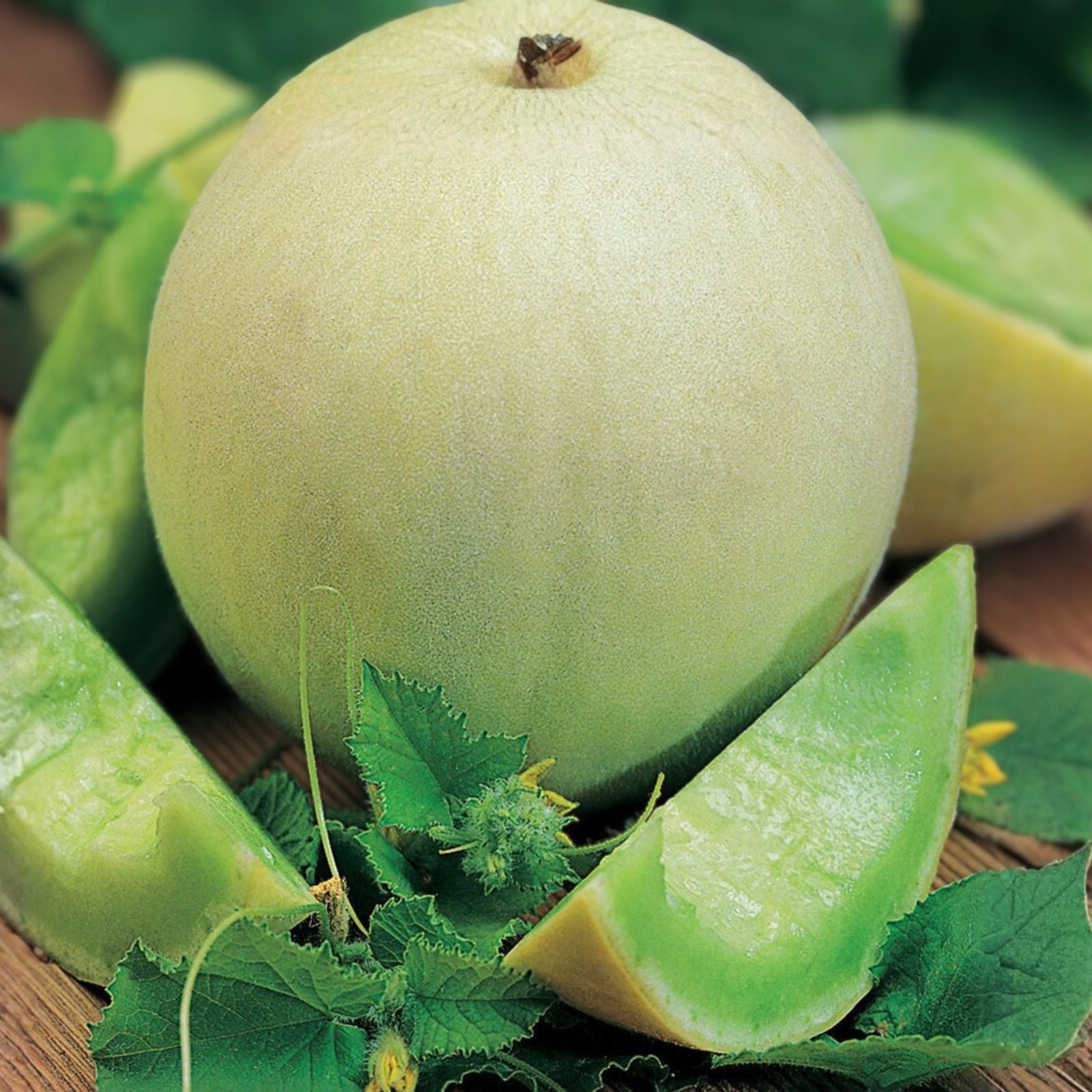 Honey Dew Melon Seeds - 100 Non-GMO Heirloom Sweet Green Seeds - Cucumis melo Fruit Plant