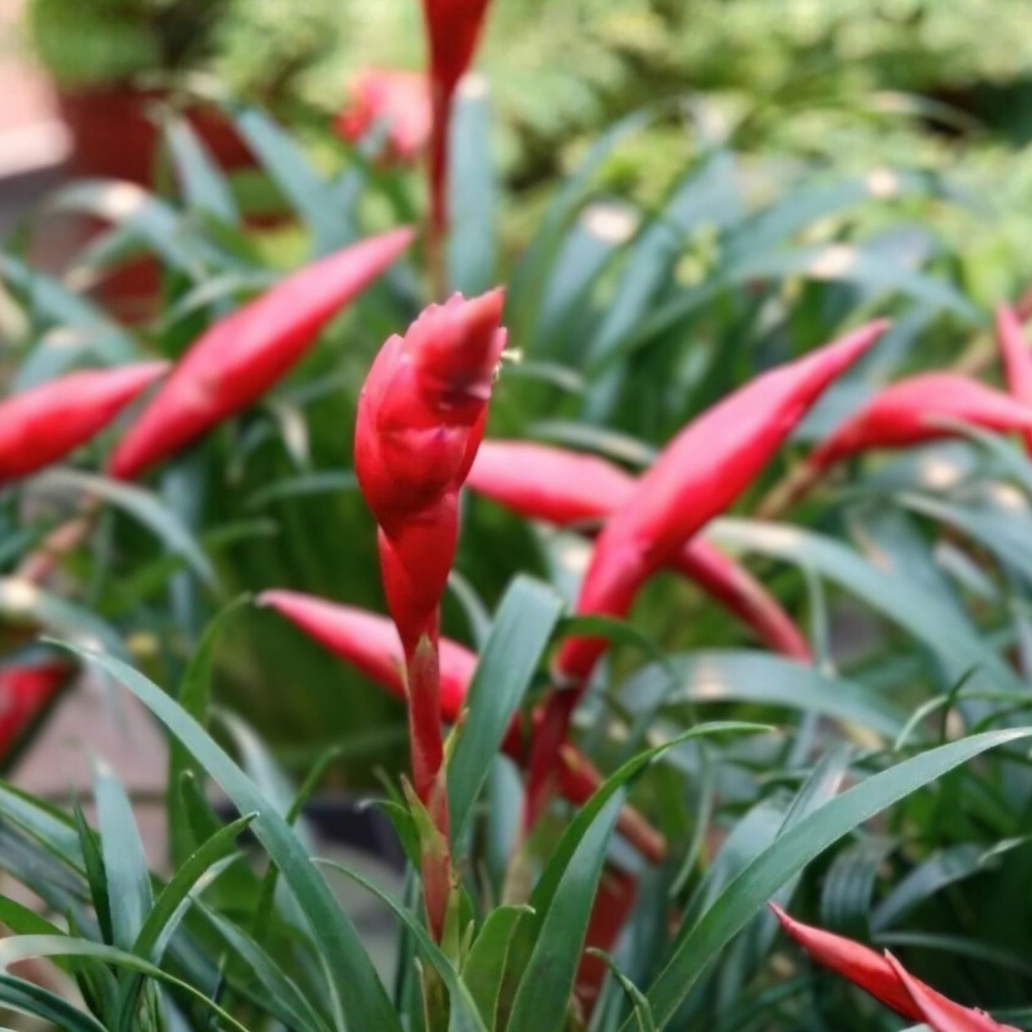 Billbergia Nutans Bromeliads Set of 3 Rooted Friendship Plants – Tropical Indoor Houseplants for Gardening