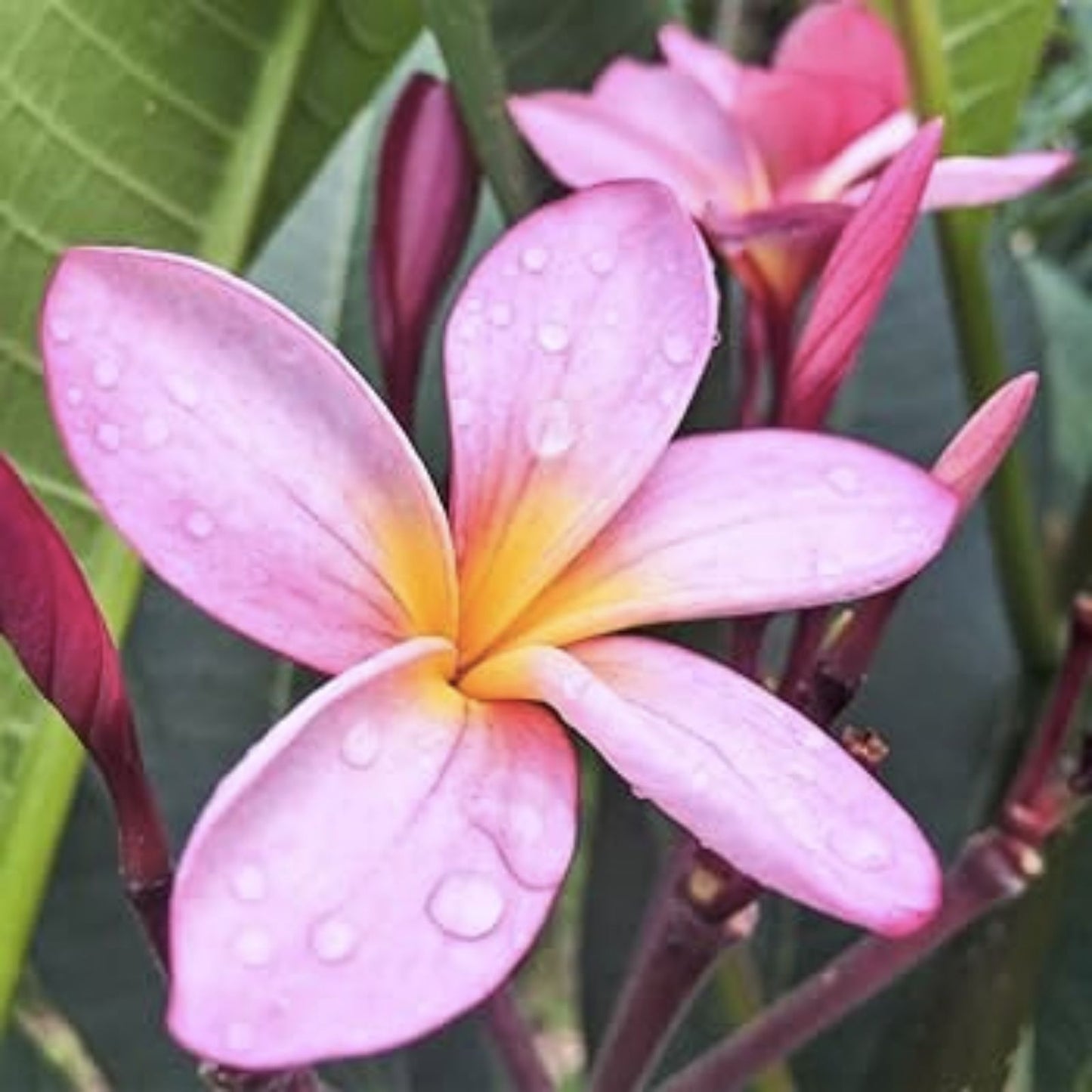 Rooted Plumeria Cutting 15" Pastel Pink Frangipani Plant with 1 Tip | Tropical Flowering Plant