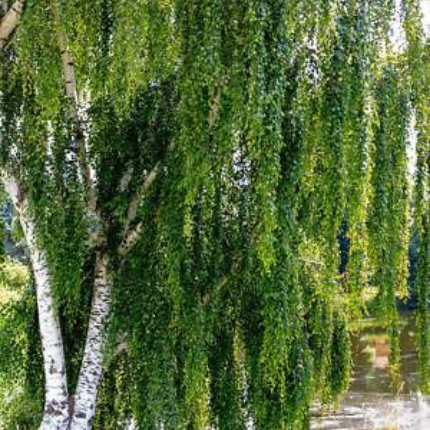 Weeping Silver Birch Tree Seeds | 250+ Betula pendula Seeds | Fast Germination | Ornamental Tree Seeds