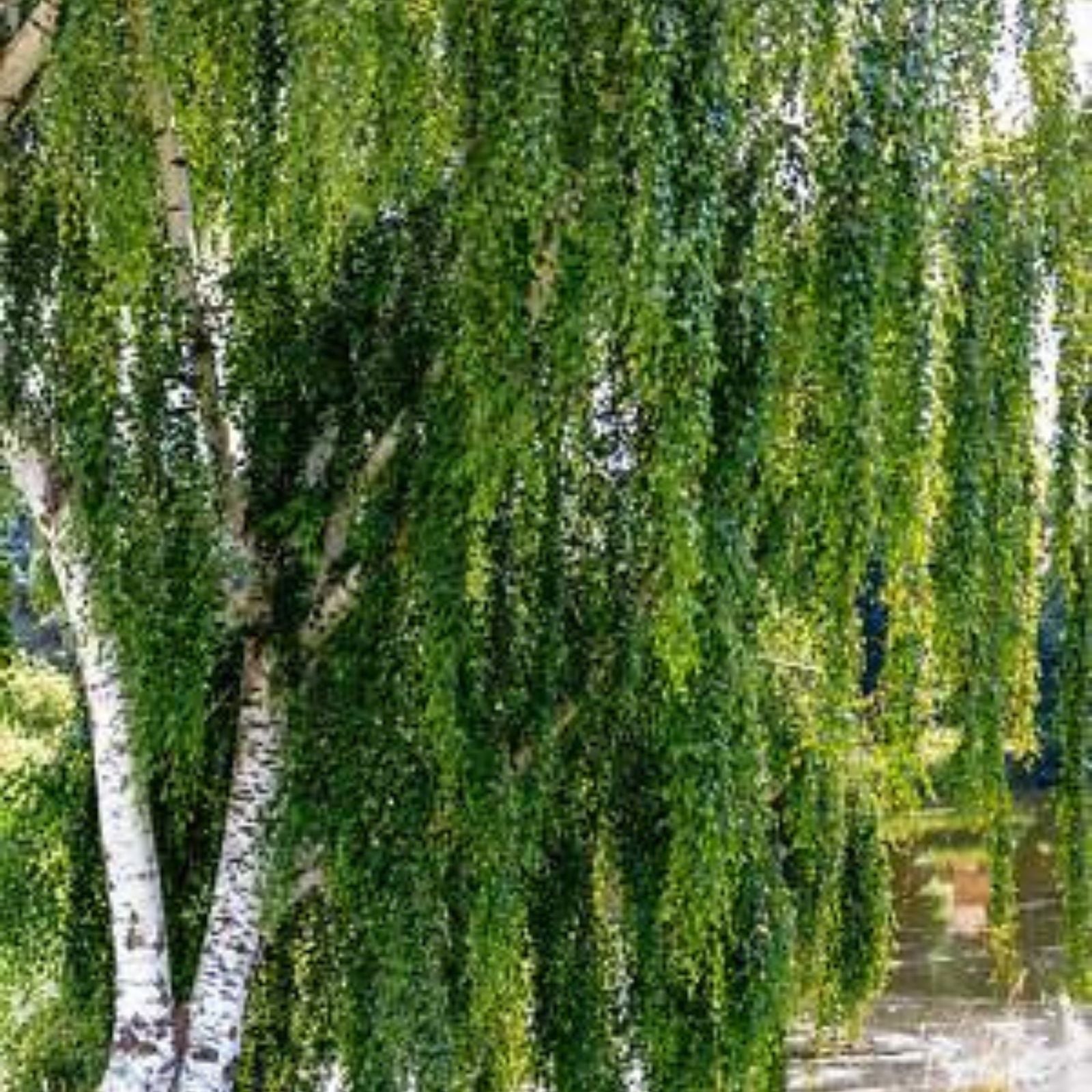 Weeping Silver Birch Tree Seeds | 250+ Betula pendula Seeds | Fast Germination | Ornamental Tree Seeds