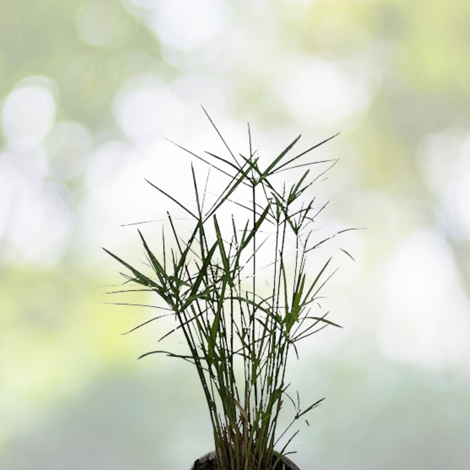 Umbrella Palm Seeds - 100+ Count - Cyperus Alternifolius - Free Shipping - US Seller