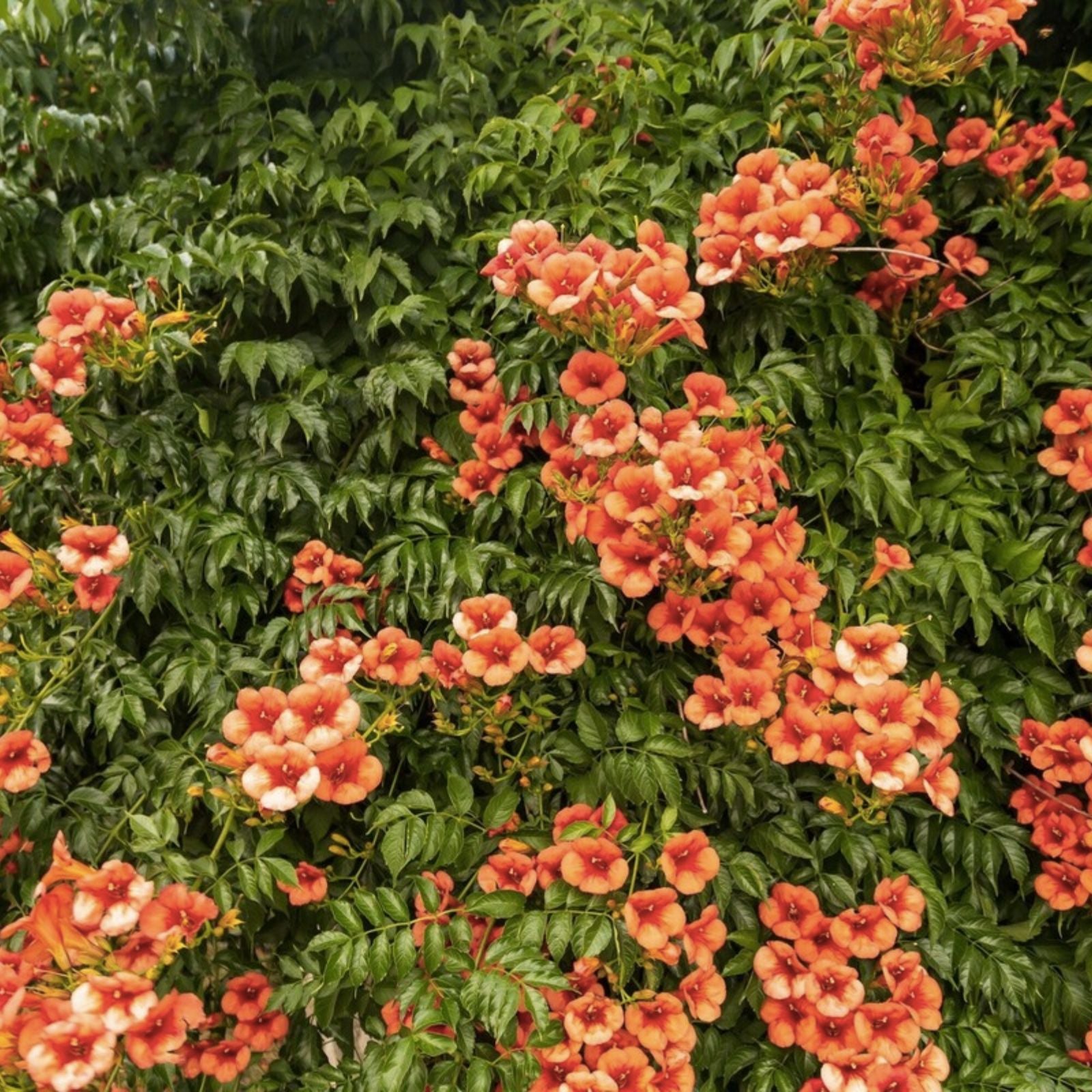 Hummingbird Trumpet Creeper Vine Seeds 25 Pack Vibrant Orange Campsis radicans Garden Climber Live Plant Cutting