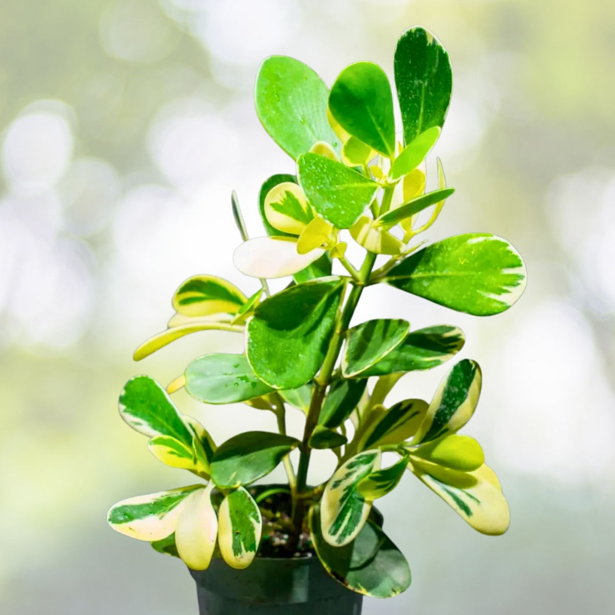 Clusia Variegated Plant in 14" Pot - Clusia rosea - Tropical Greenery for Indoor/Outdoor Gardening