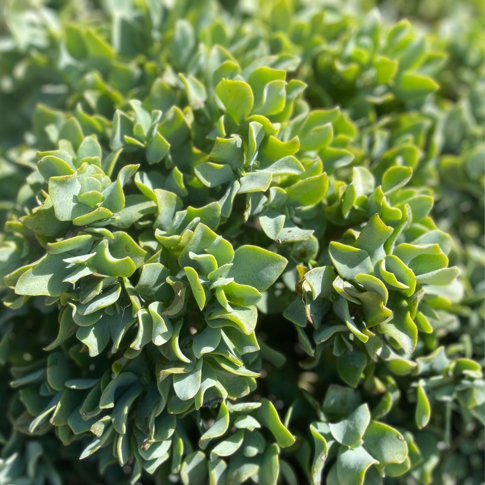 Succulent Plant 3" Crassula Arborescens Undulatifolia Ripple Jade Blue Green Wavy Foliage Live Plant