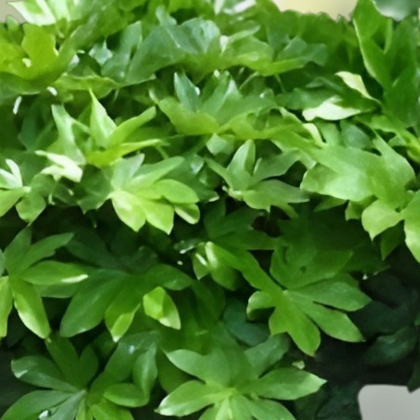 Japanese Aralia Seeds 20 Pack | Fatsia japonica Indoor or Border Plant | Evergreen Foliage Seeds