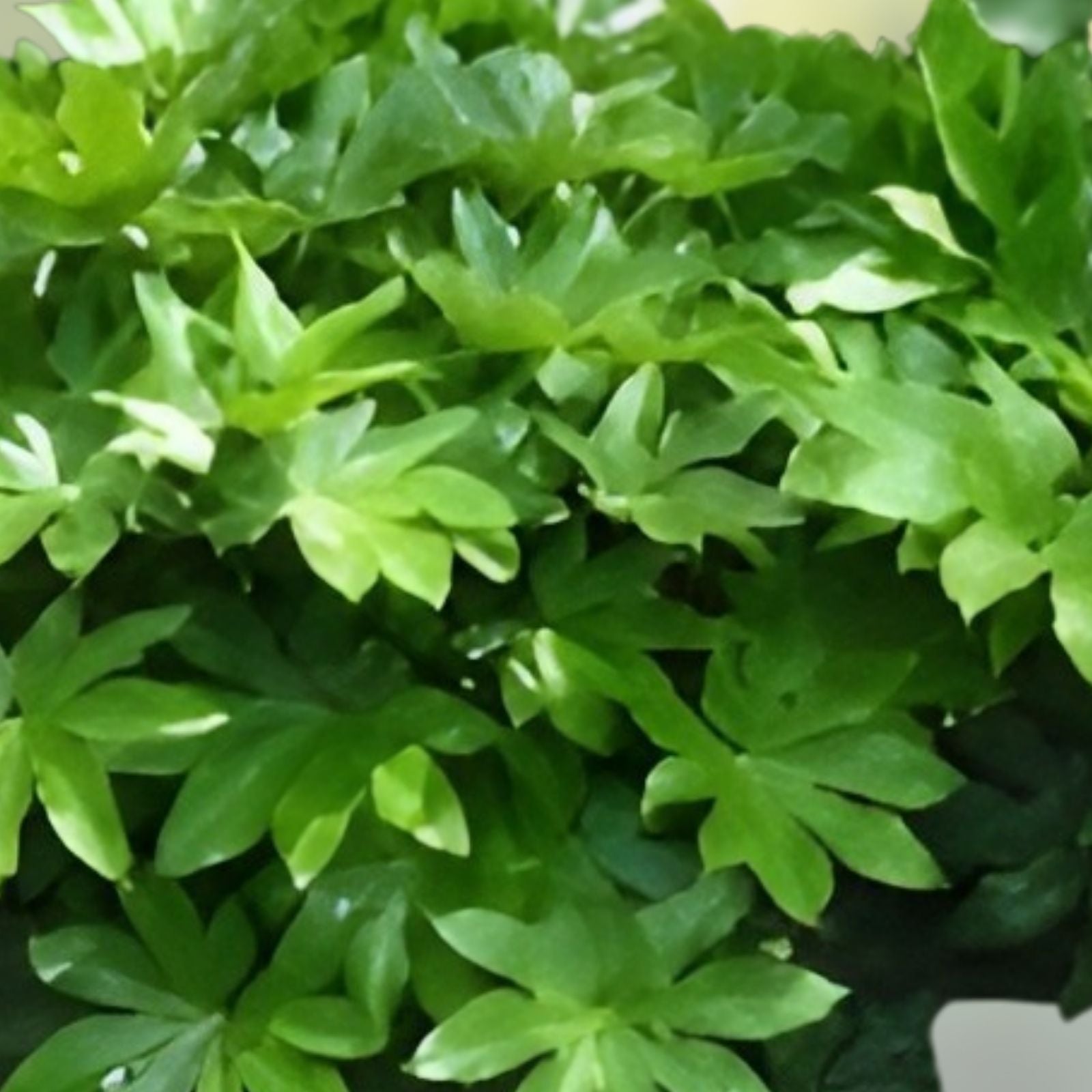 Japanese Aralia Seeds 20 Pack | Fatsia japonica Indoor or Border Plant | Evergreen Foliage Seeds