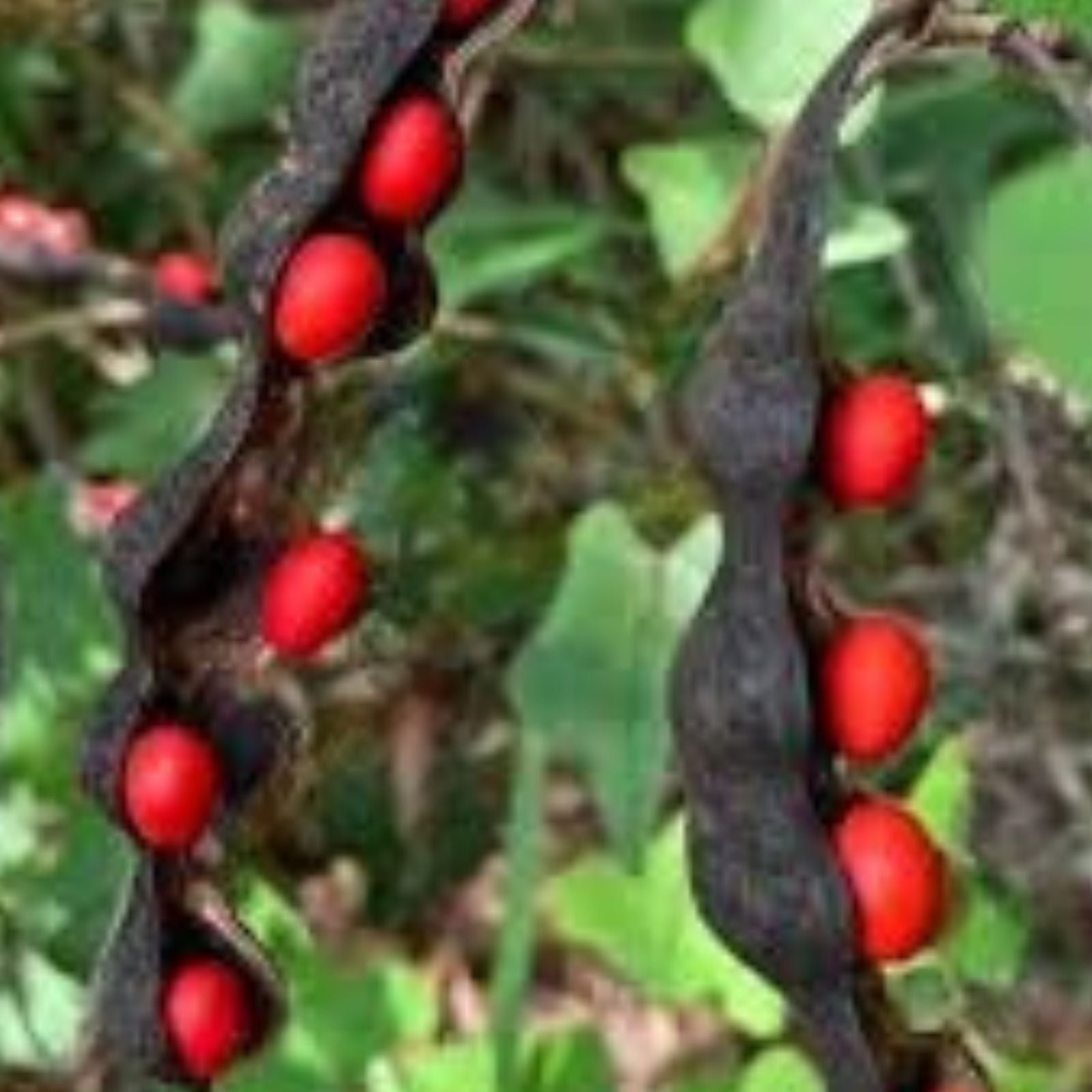 Coral Bean Tree Seeds - 10 Pack, Erythrina herbacea, Florida Native Hummingbird Plant