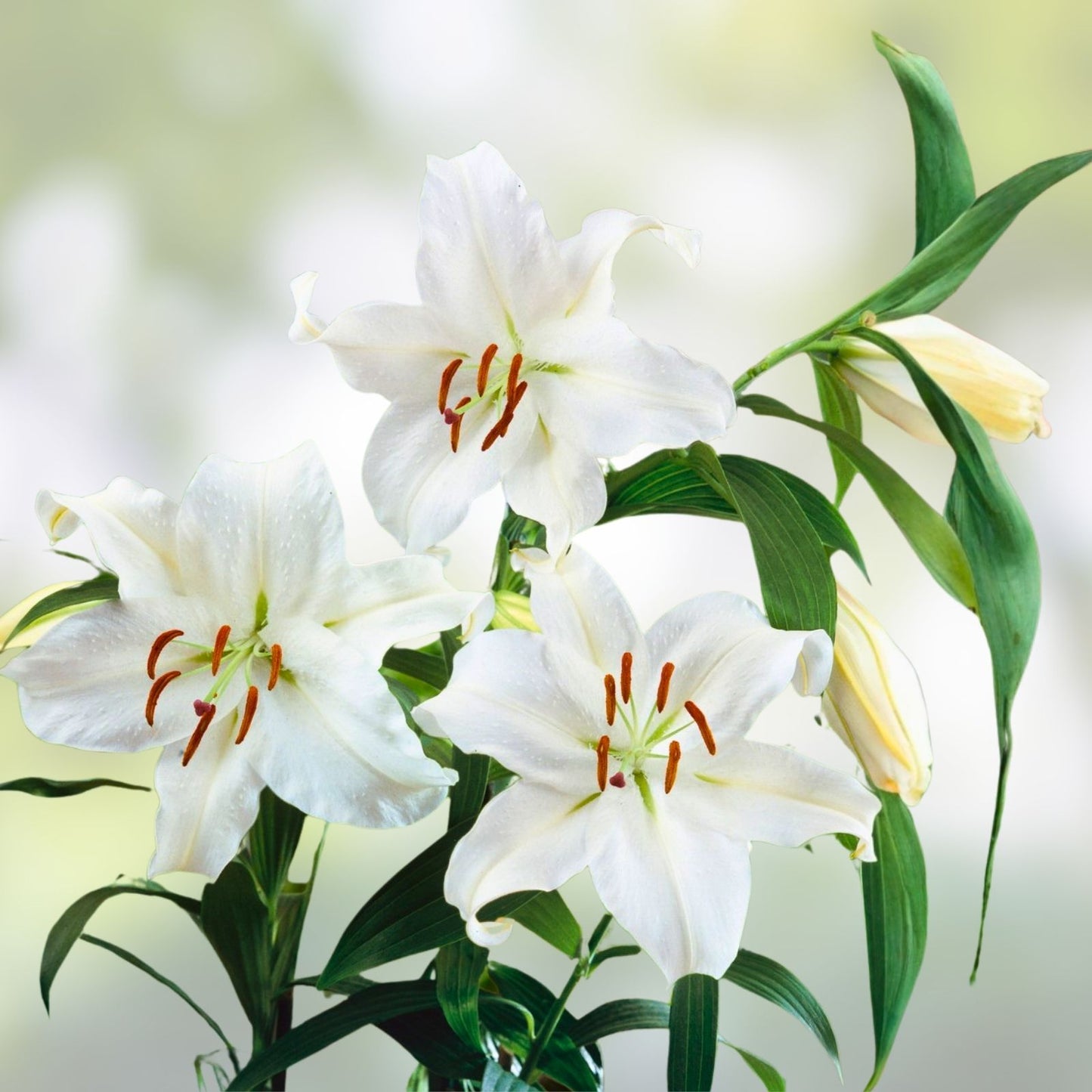 Oriental Lily Bulb 16-18cm White Casa Blanca Fragrant Lilium Plant for Garden, Flower Bed, and Cut Flowers