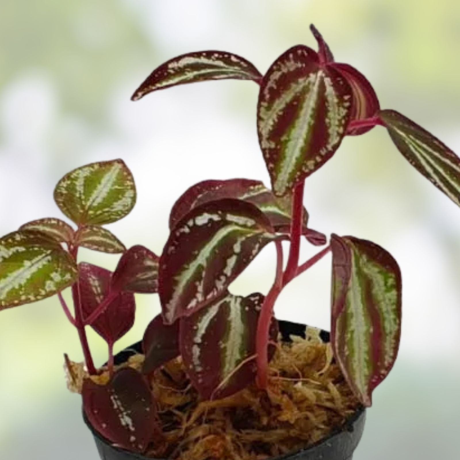 Sonerila sp, Java Terrarium Plant – Rare Melastome Variety, Unique Indoor Plant for Collection