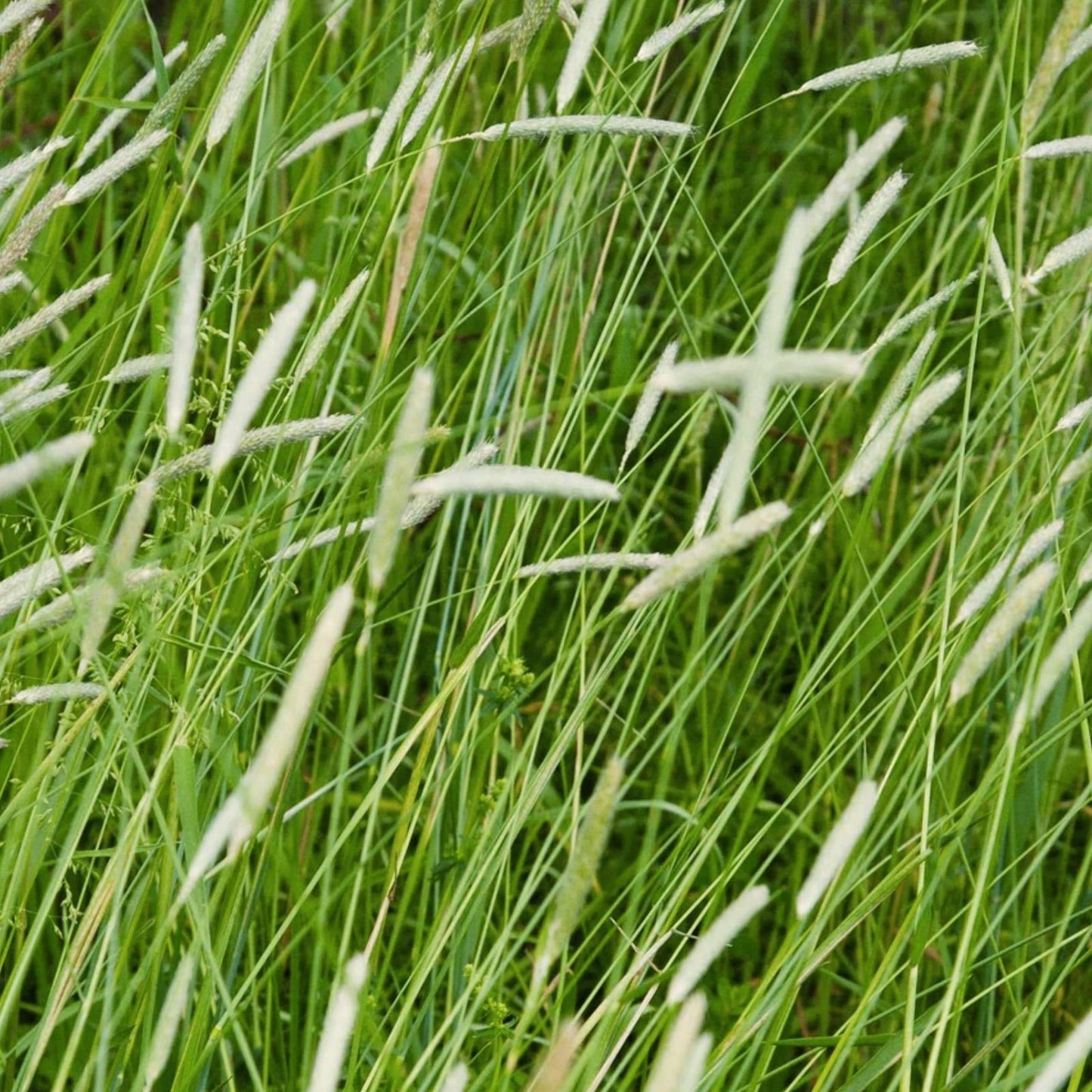 Timothy Grass Seeds for Planting - Climax Variety, Cover Crop, Hay Grass, Deer & Wildlife Forage, Organic Seed