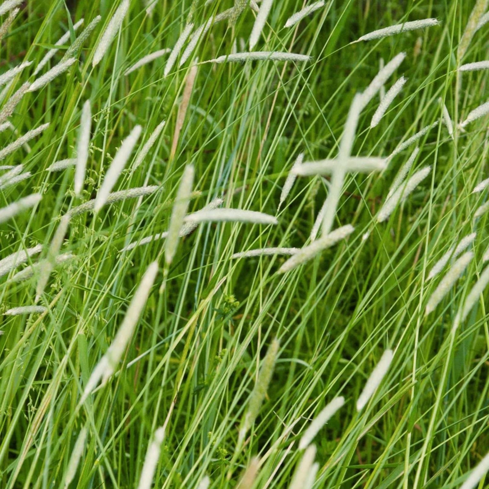 Timothy Grass Seeds for Planting - Climax Variety, Cover Crop, Hay Grass, Deer & Wildlife Forage, Organic Seed