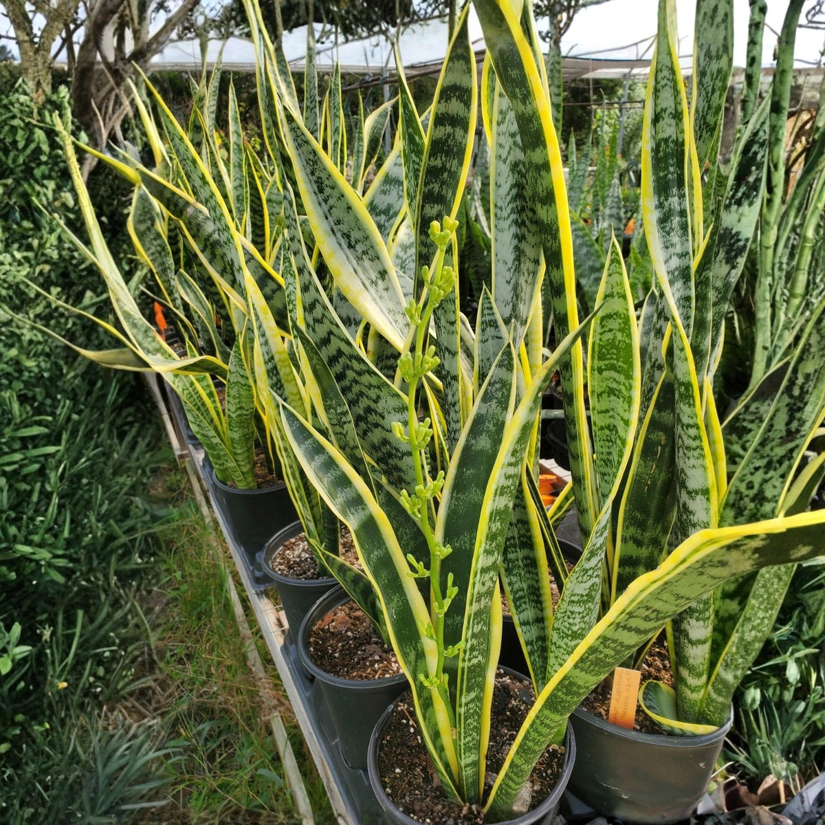 Sansevieria Futura Superba 6" Pot - Compact Dwarf Snake Plant, Hardy Indoor Air Purifier - Sansevieria trifasciata