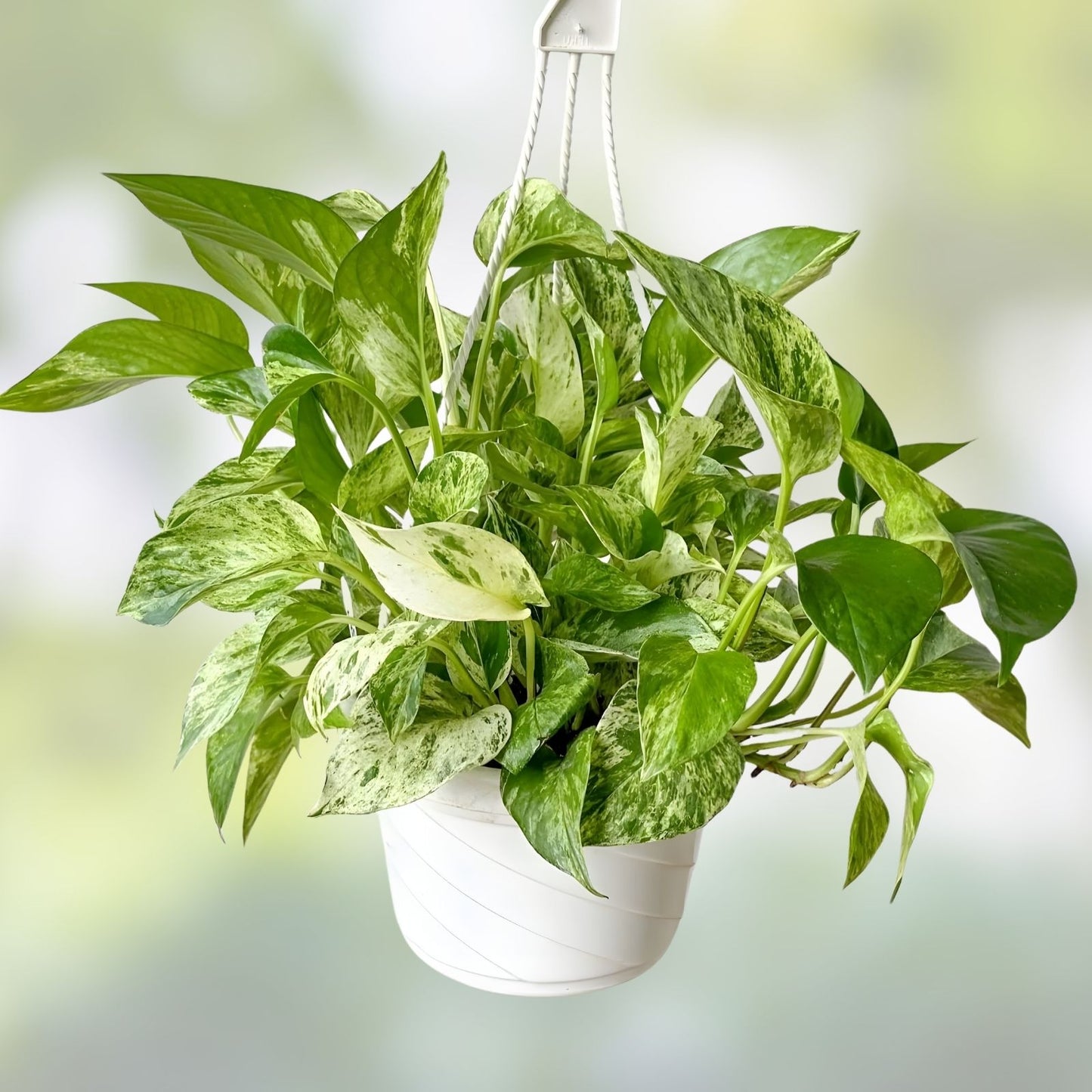 Marble Pothos Cuttings 4 Pack Epipremnum aureum Unique Varieties Indoor Plant Propagation