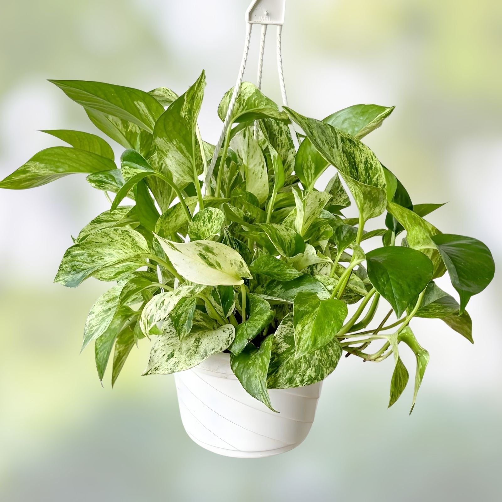 Marble Pothos Cuttings 4 Pack Epipremnum aureum Unique Varieties Indoor Plant Propagation