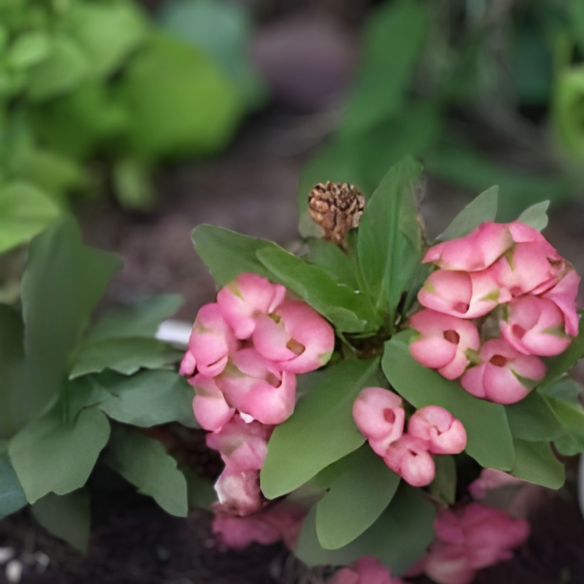 Rooted Cutting Thai Hybrid Crown of Thorns Pink Mix Euphorbia milii for Indoor Outdoor Gardening
