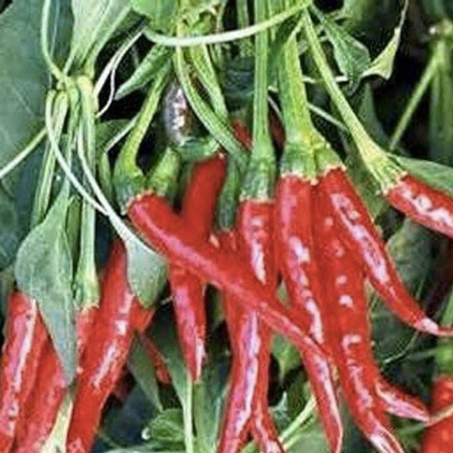 Red Hot Thai Pepper Seeds - 100 Count, Hot Pepper for Cooking, Capsicum annuum, Spicy Chili Seeds