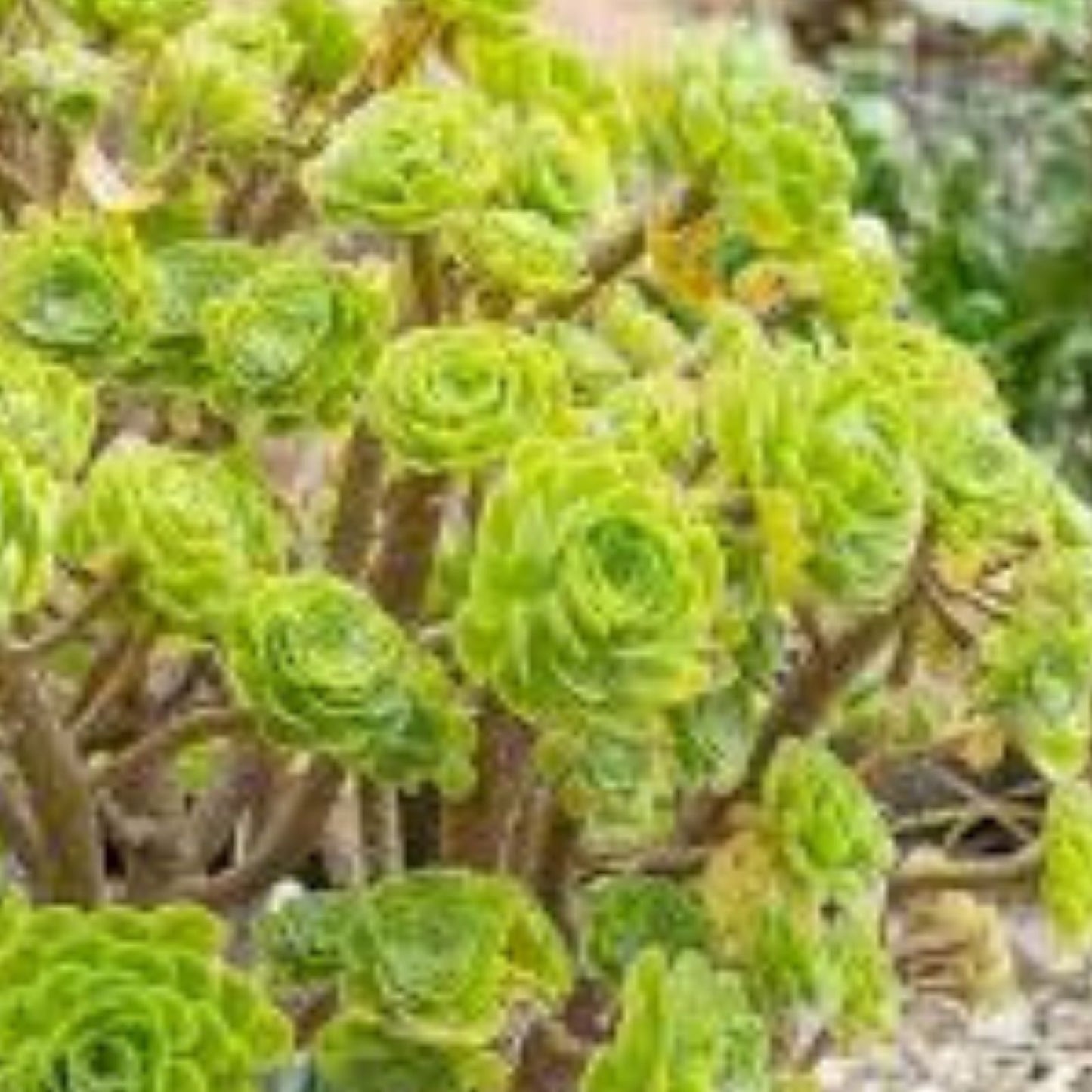 Aeonium Cutting - Rooted Succulent Plant - Firefox Variety - Aeonium arboreum | Live Succulent for Garden or Indoor