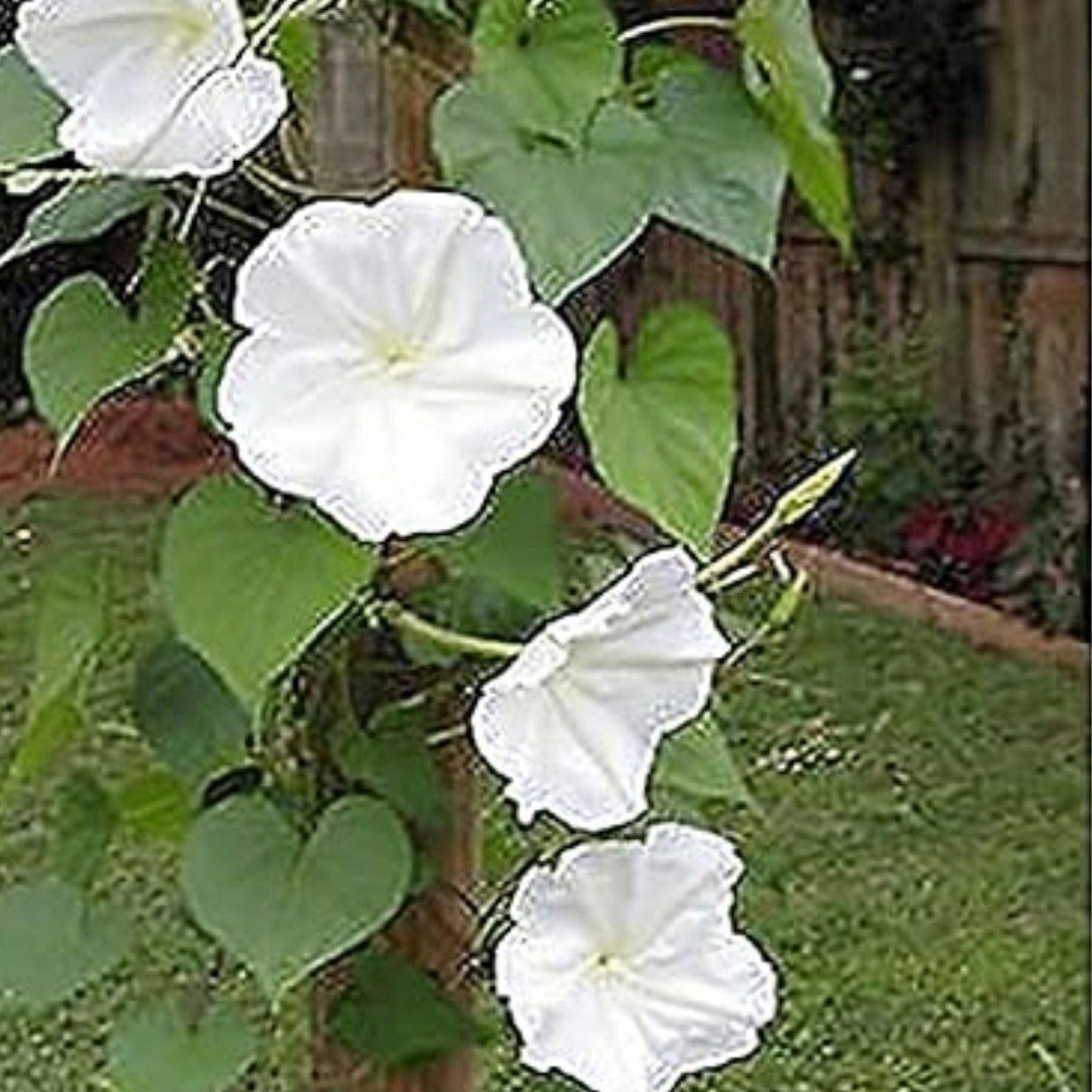 Tropical White Knight Vine Seeds - 20 Count - Night-Blooming, Moonlight Reflection - Exotic Ipomoea alba