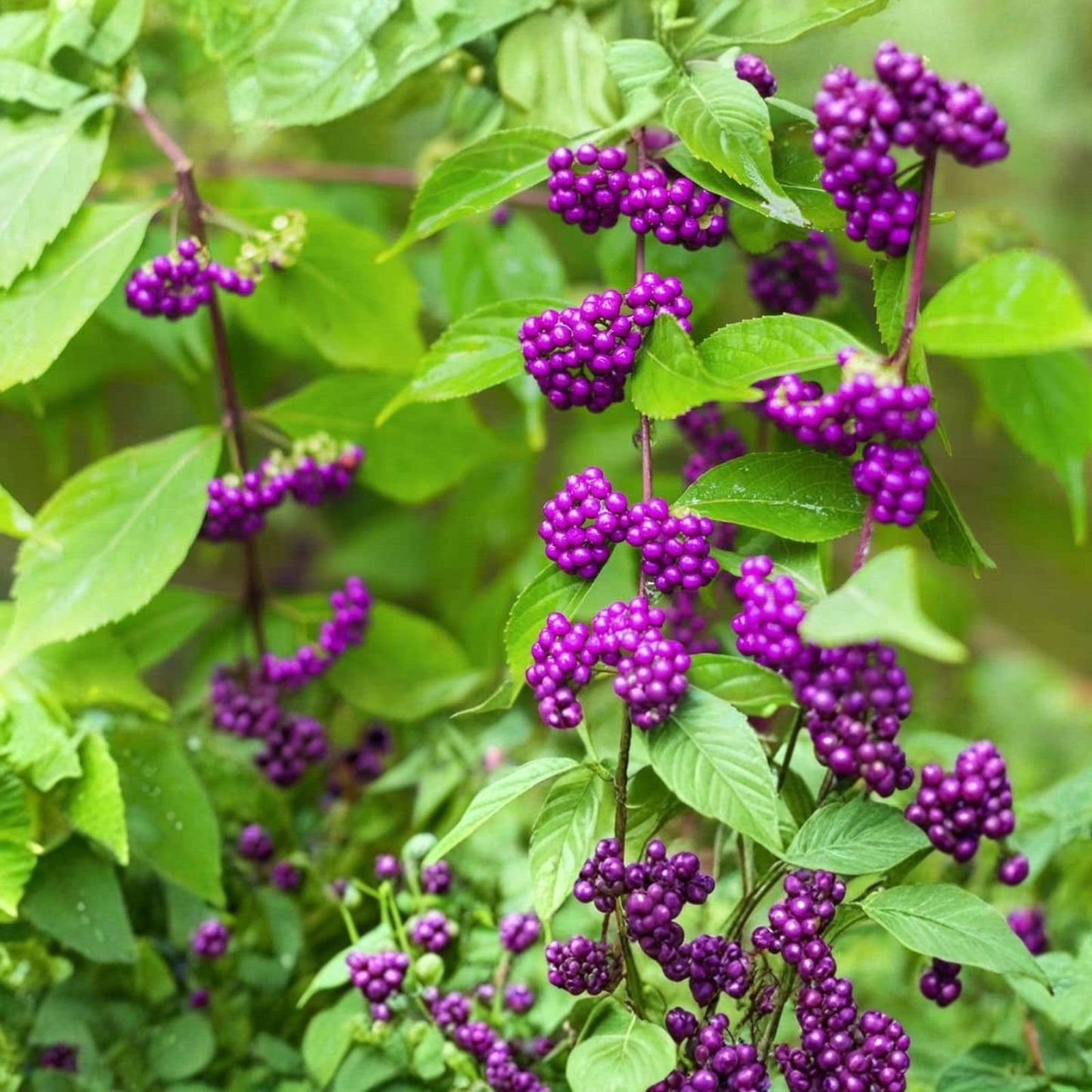 Beauty Berry Bush Live Plant Cuttings, 7 Count, No Roots, Callicarpa americana, Ornamental Shrubs for Propagation