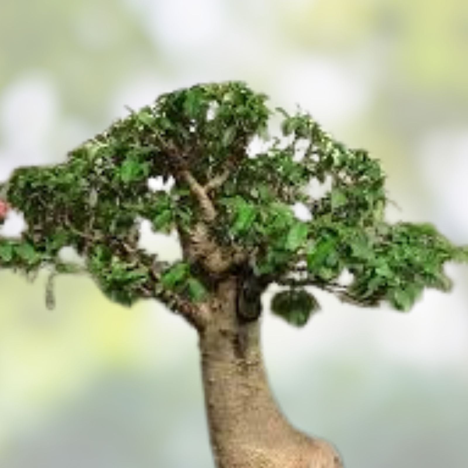 Baobab Bonsai Tree Seeds – 5 Seeds – Adansonia Digitata – Exotic Drought-Tolerant Tree for Gardening and Landscaping
