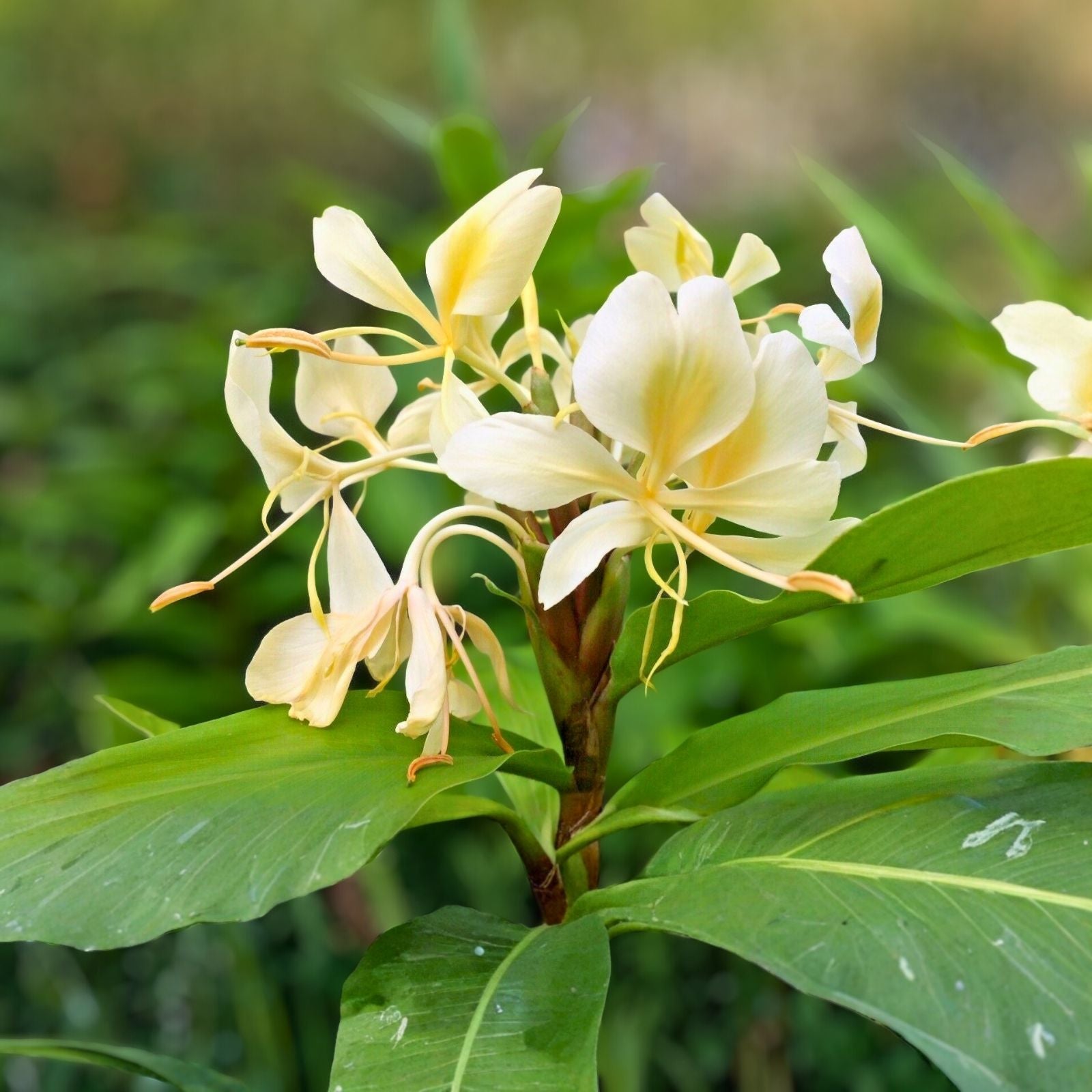 Yellow Butterfly Ginger Rhizomes (2x) - Hedychium flavescens - Fragrant Tropical Plant, Attracts Pollinators