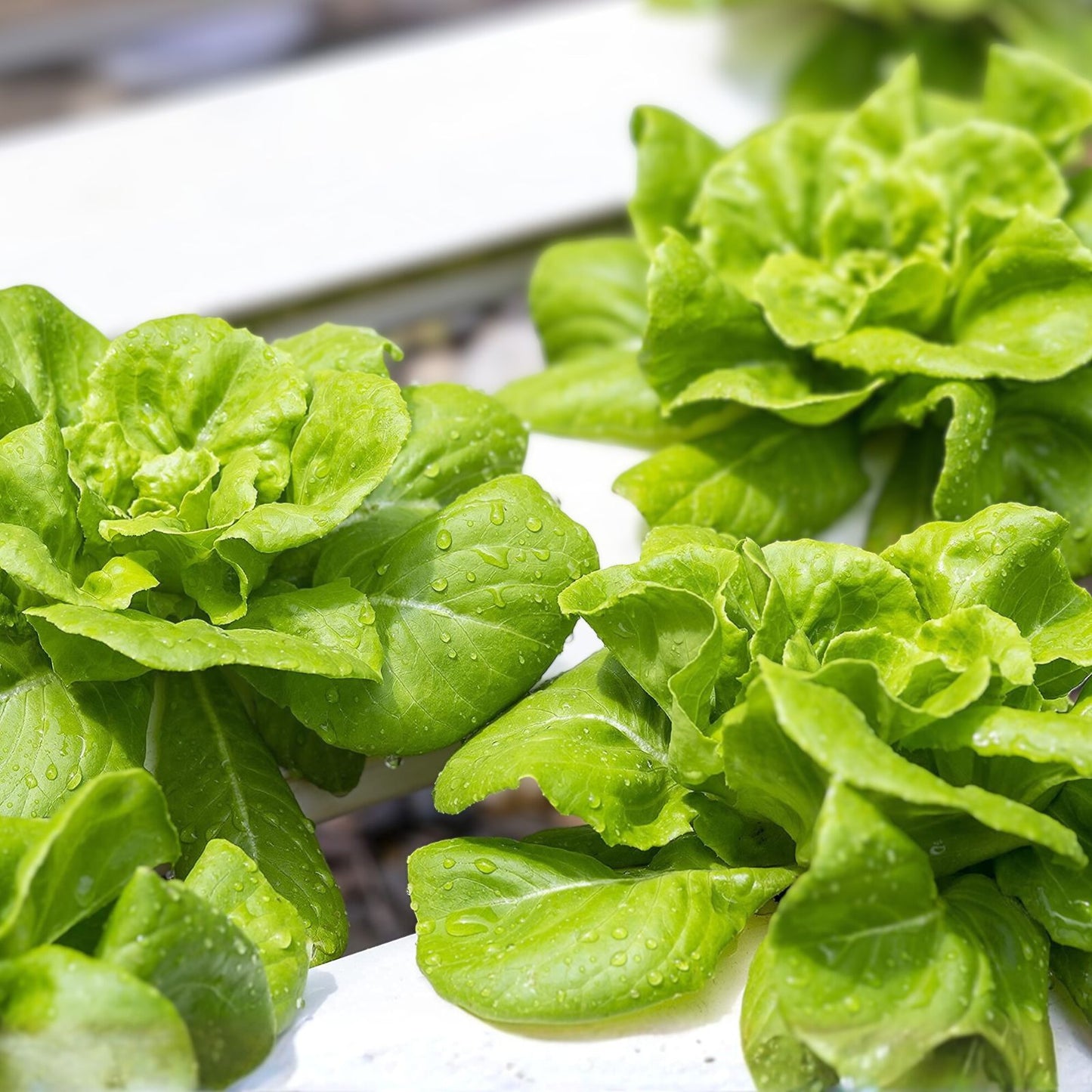 Butterhead Lettuce Seeds - 500 Non-GMO Heirloom Buttercrunch - Home Garden, Organic Lactuca sativa