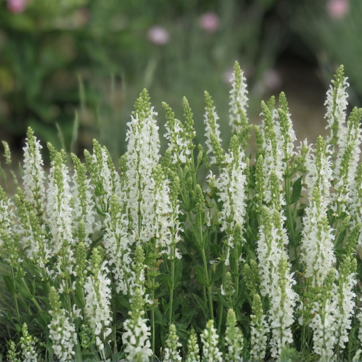 Sweet Pepperbush Plants - 10-12" Live Ornamental Clethra alnifolia Native Shrub for Pollinator Gardens