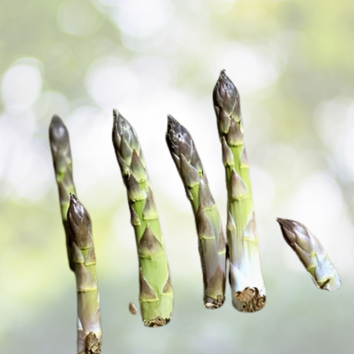 Asparagus Seeds - Heirloom NON-GMO - Mary Washington Variety - Asparagus officinalis - Vegetable Garden Seeds