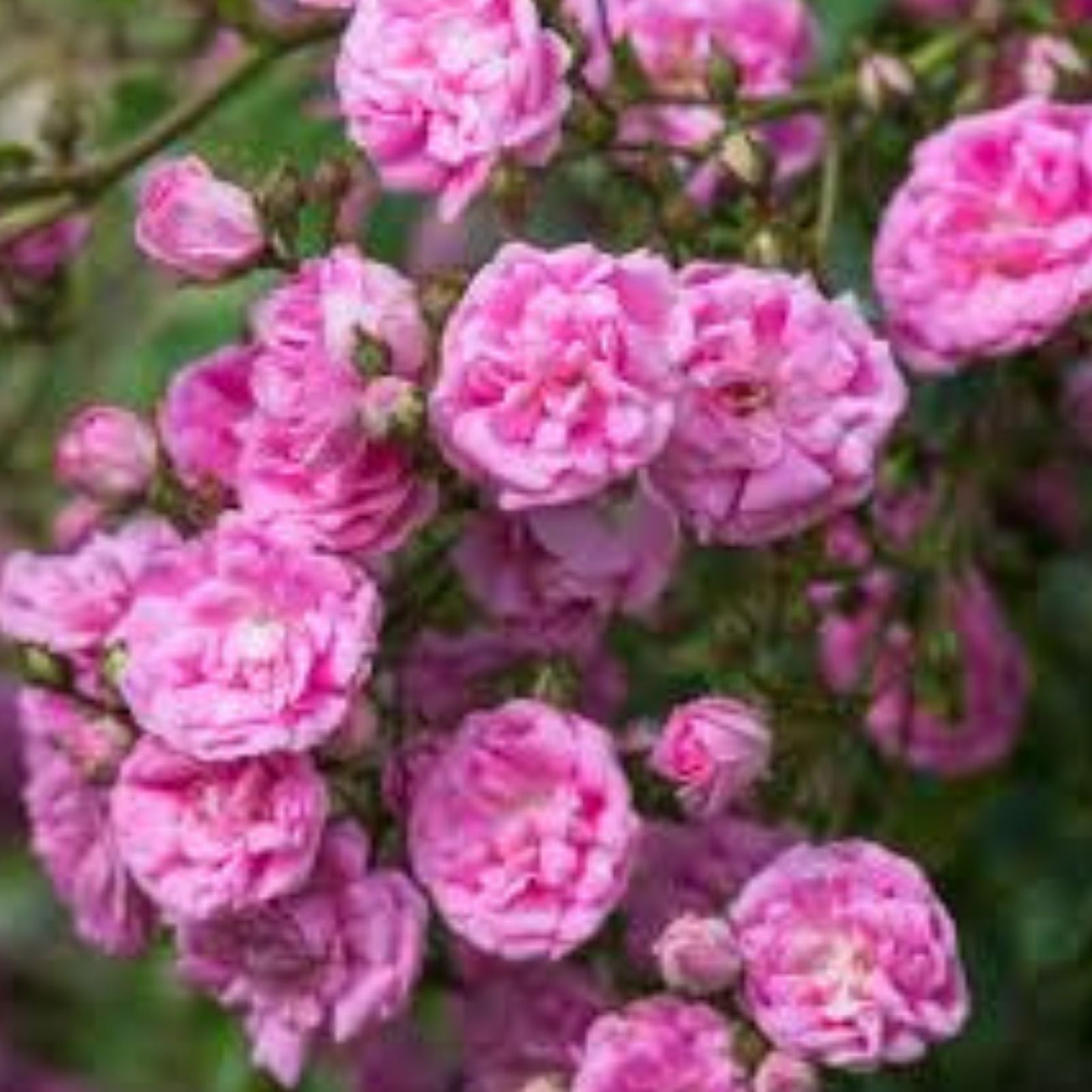 Climbing Rose Cuttings - 3 Fresh 6” Unrooted Rosa spp, Garden Planting Material