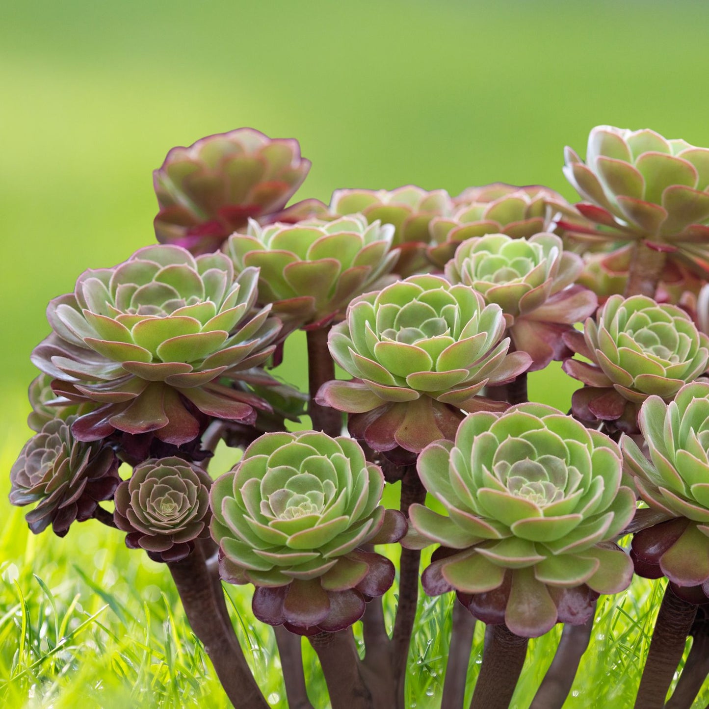 Aeonium Cuttings 5"-6" Blushing Beauty Succulent (Aeonium 'Blushing Beauty') - 2 Pieces