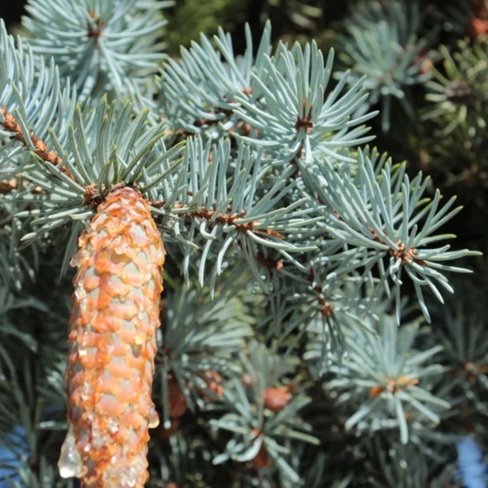Blue Spruce Seeds 30 Pack, Colorado Blue Spruce, Picea Pungens Glauca, Conifer Tree Seeds for Planting