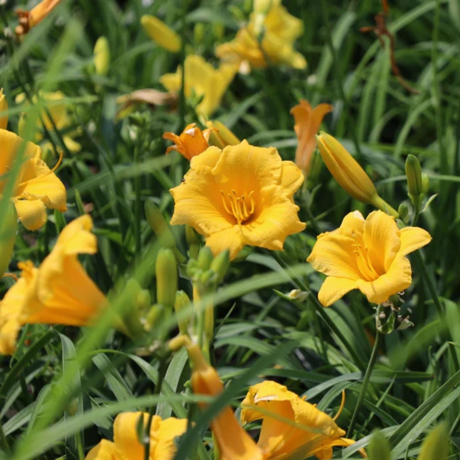 Stella d'Oro Daylily Starter Plants Set of 2 – Live Bare Root Perennials – Hemerocallis 'Stella d'Oro' – Vibrant Yellow Blooms