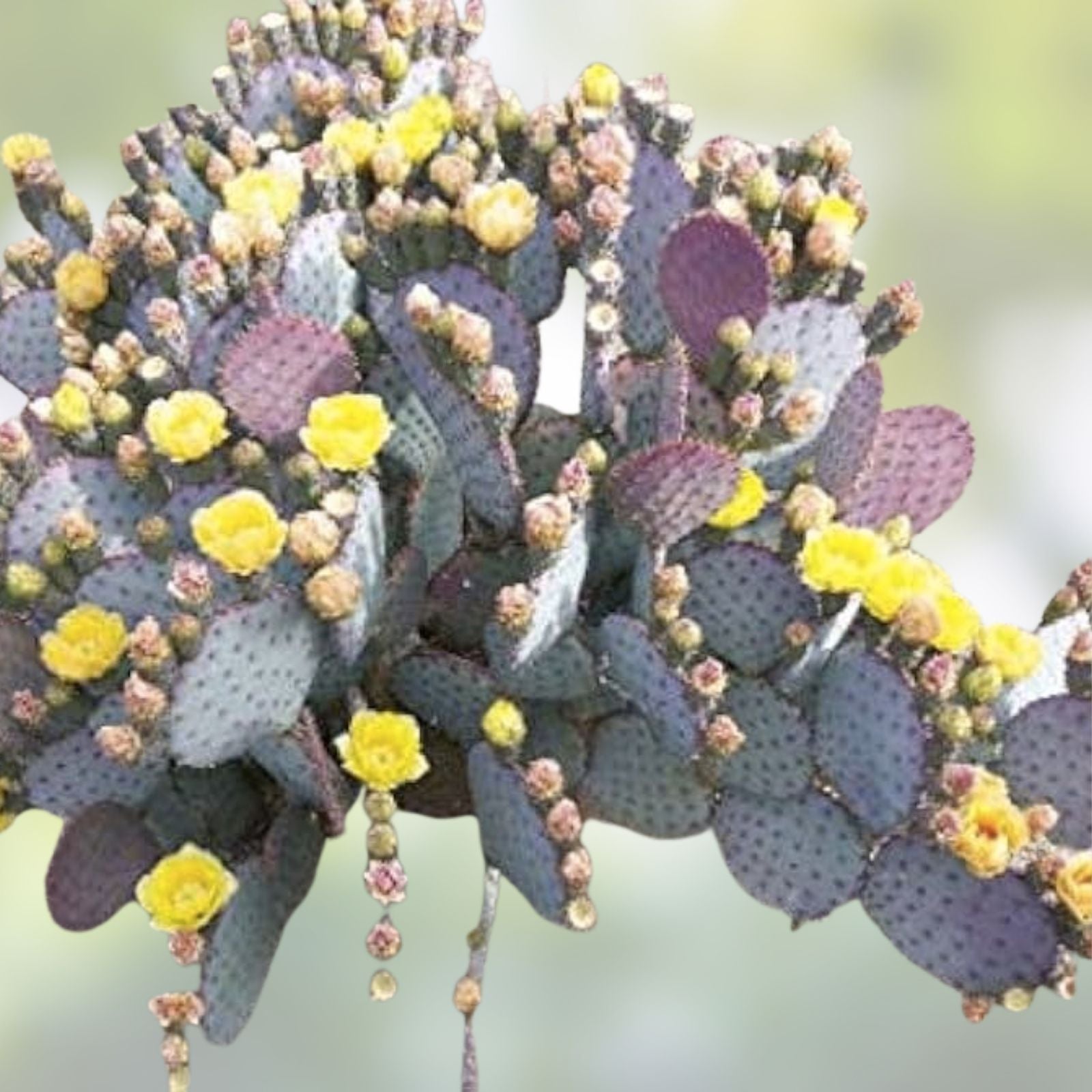 Purple Prickly Pear Cactus Pad, Fresh Cut, Santa Rita Opuntia Santa-Rita, Edible Succulent Plant, Cactus Pad for Gardening