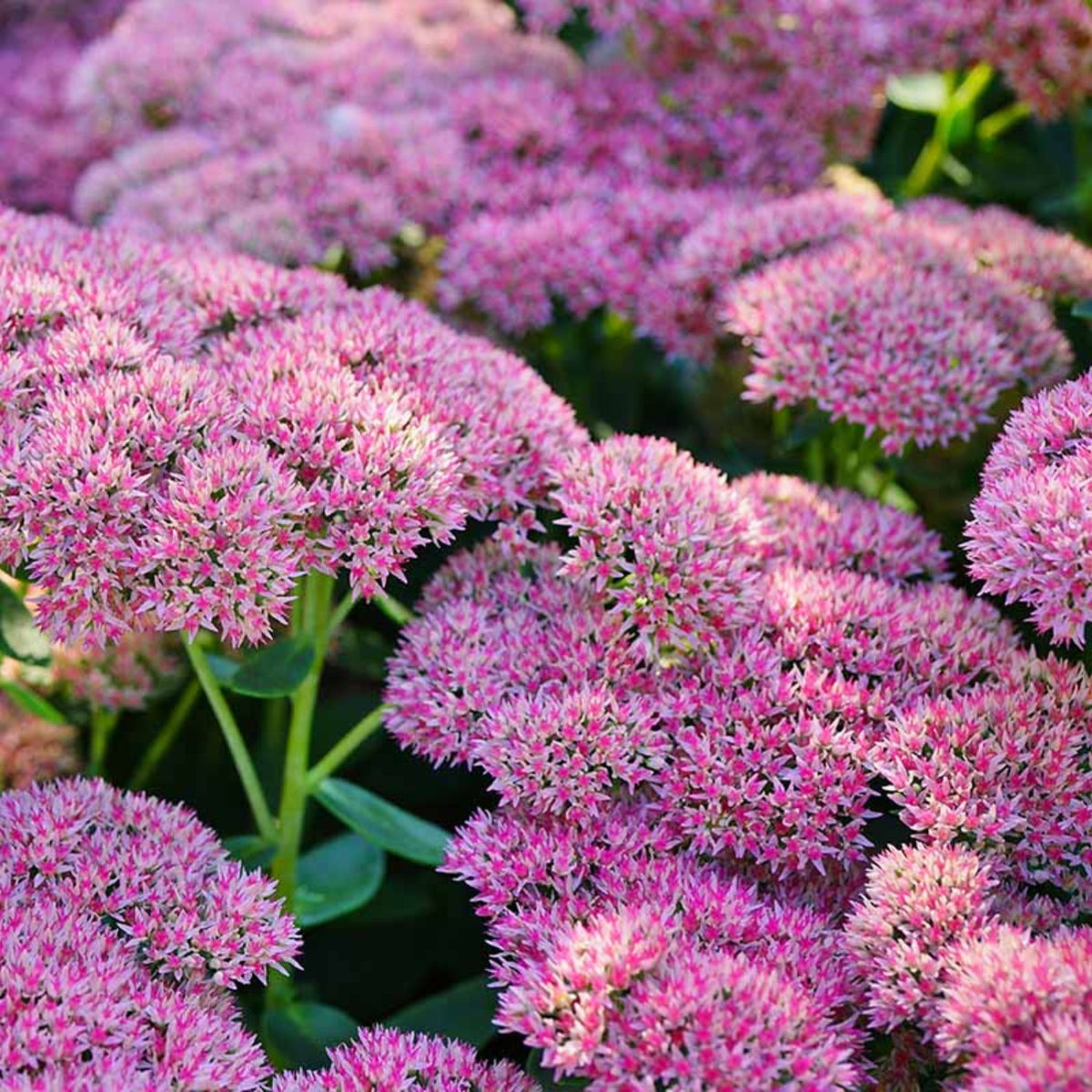 Sedum 'Autumn Joy' Cutting | 1pc Easy Hardy Stonecrop Plant | Succulent for Garden & Indoor Decor | Sedum telephium
