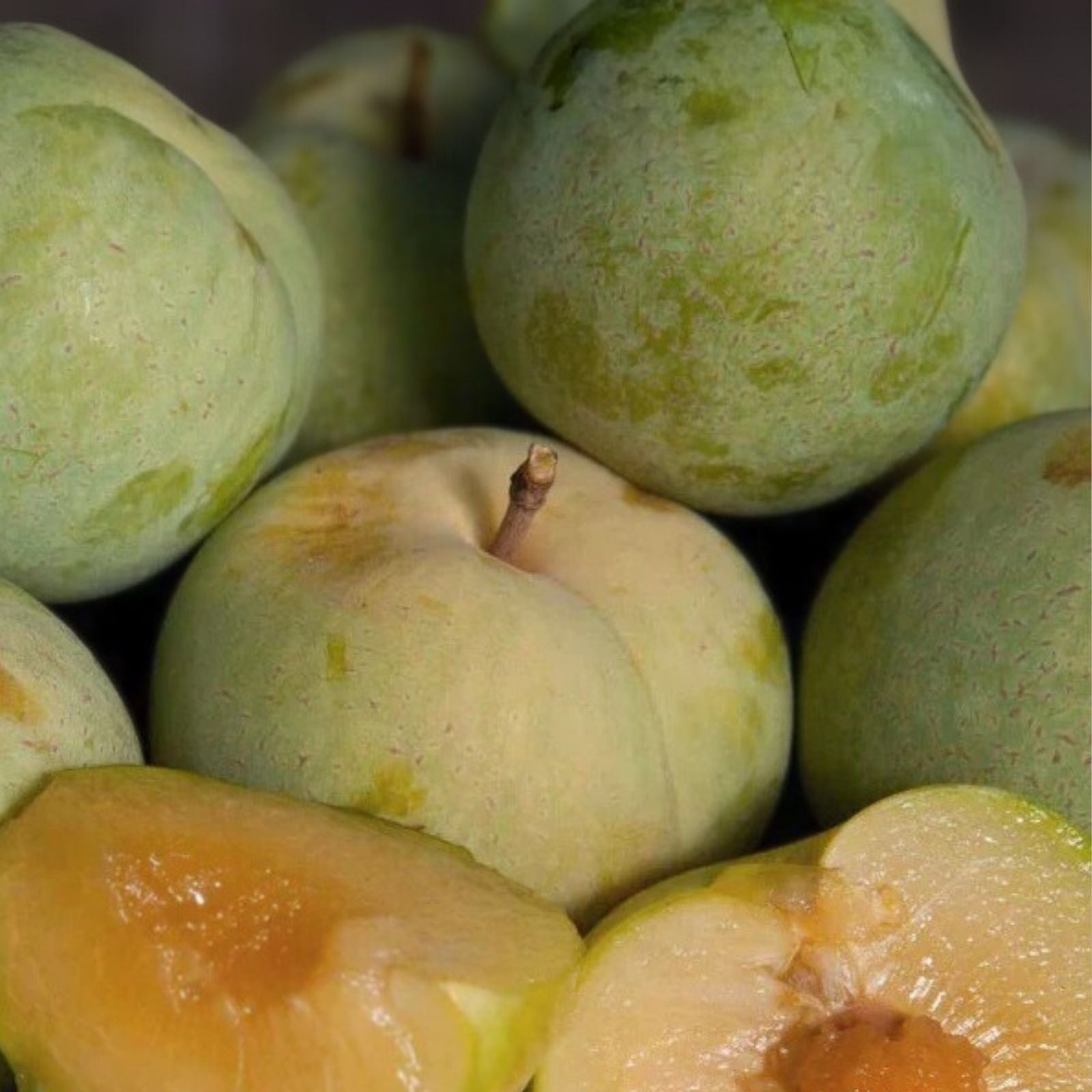 Emerald Pluot Scions Cuttings – Plum Apricot Hybrid – Prunus domestica x Prunus armeniaca