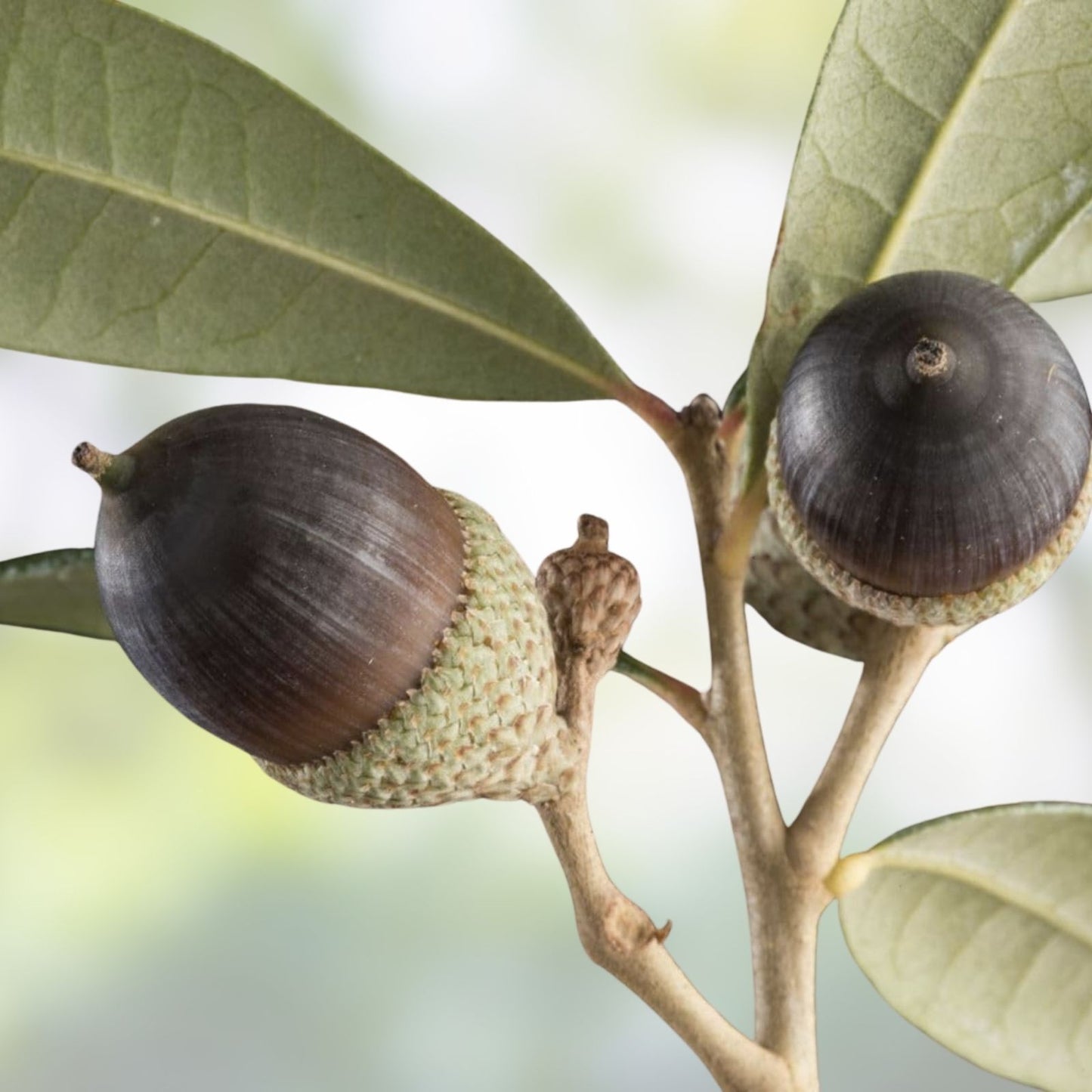 Southern Live Oak Acorns 30 Count, Quercus virginiana, December 2024 Harvest, Native Oak Tree Seeds for Planting
