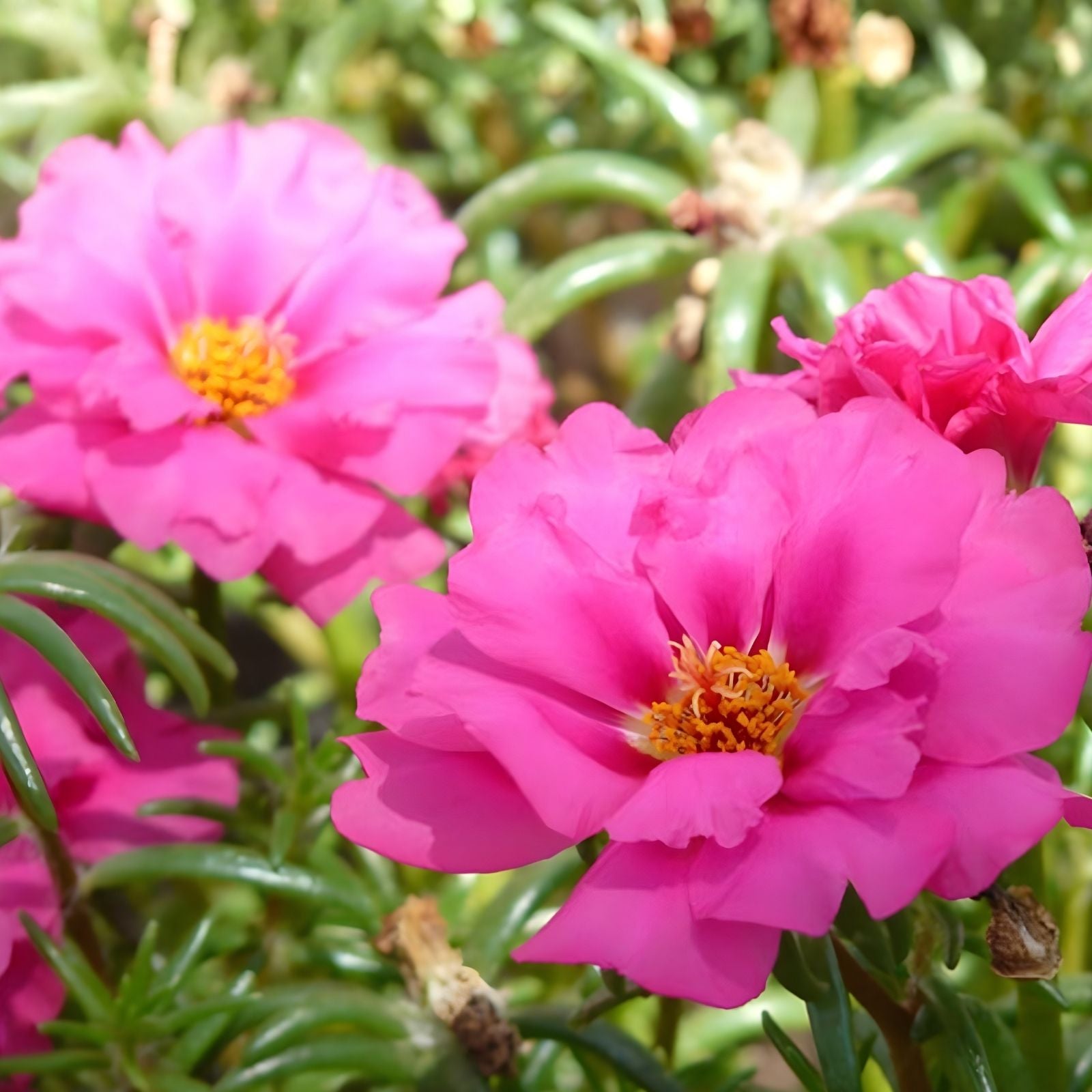 Hot Pink Double Bloom Cuttings - Unrooted Portulaca Moss Rose - 10 Pieces for Gardens and Pots