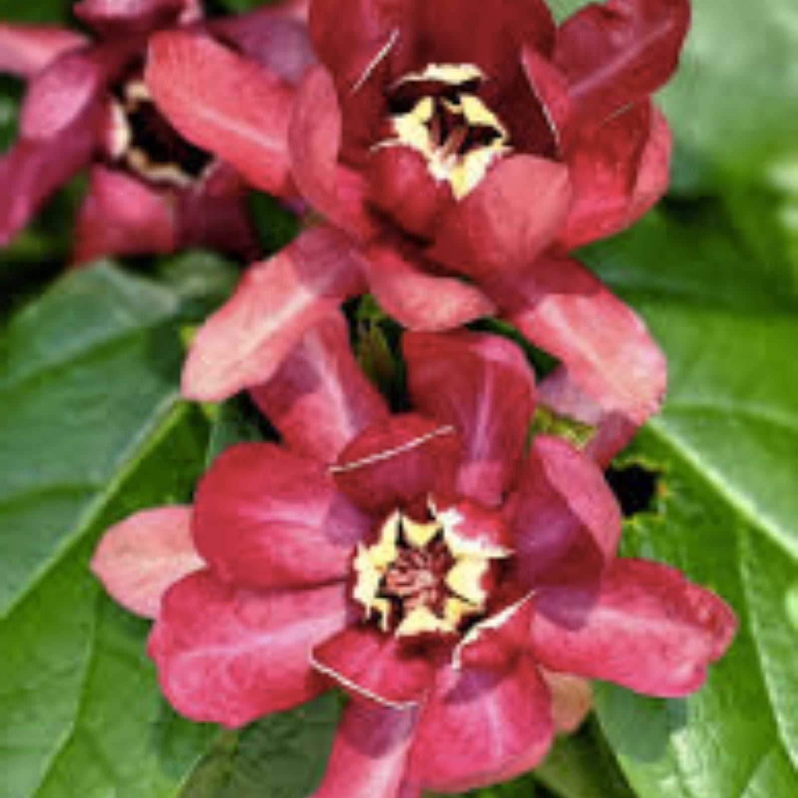 Sweetshrub Seeds 5 Pack, Fragrant Carolina Allspice, Calycanthus floridus, Ornamental Shrubs, Fragrant Garden Plant