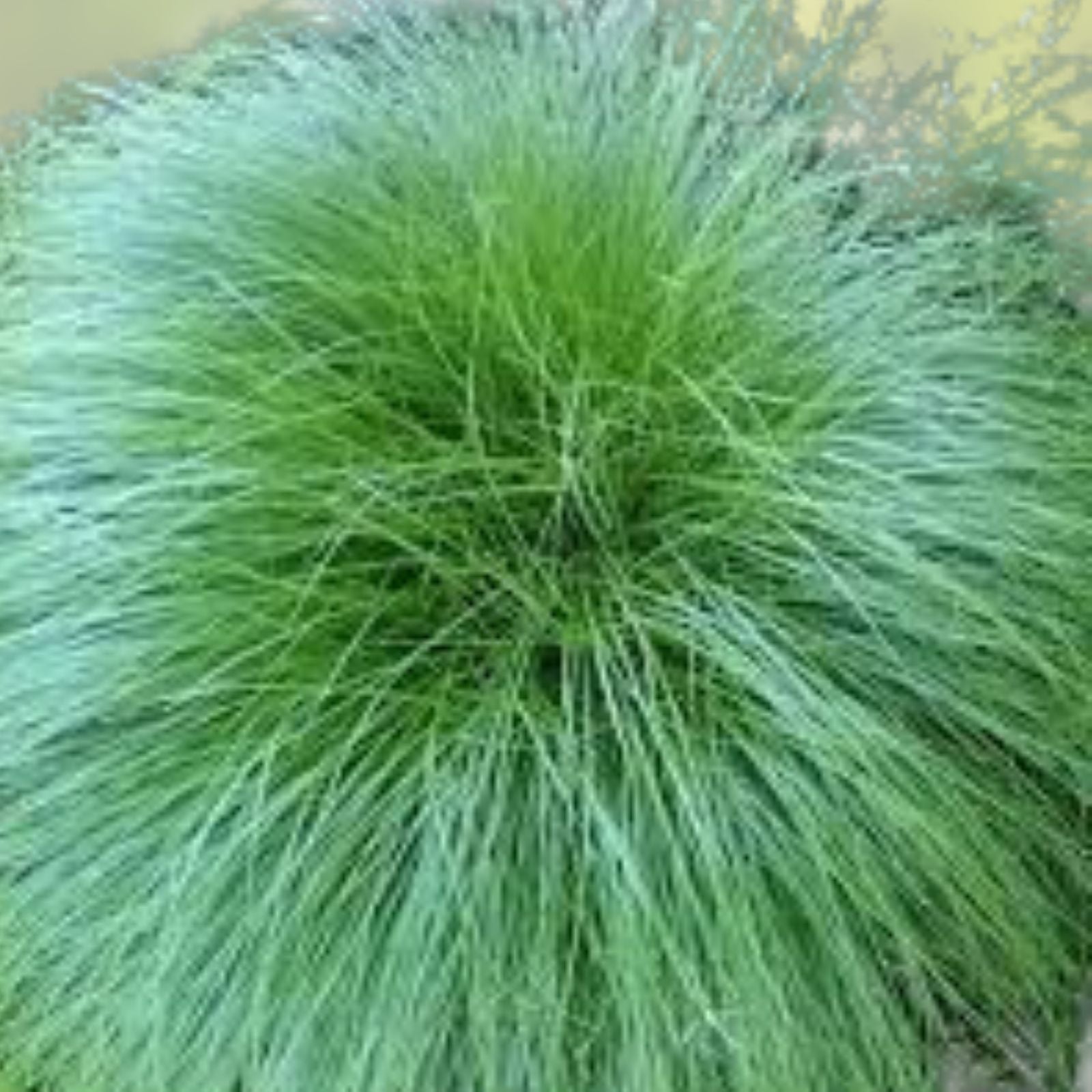 Little Bluestem Grass Seeds - 200 Organic Seeds - Schizachyrium scoparium - Native USA Grown, Ornamental Grass Seed, Free Shipping