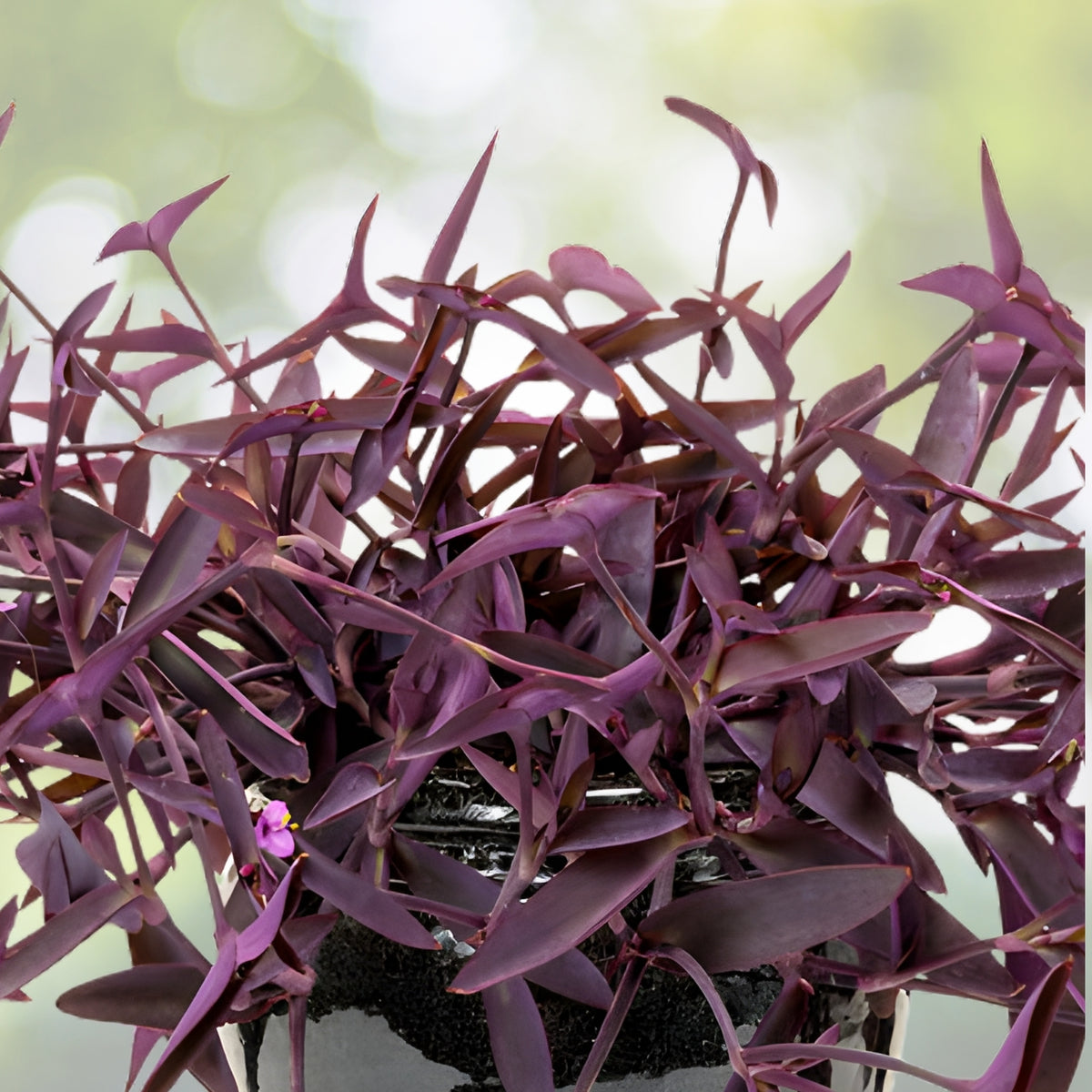 Purple Queen Plant 4" Pot Tradescantia pallida Purple Heart Live Spiderwort Indoor Decor