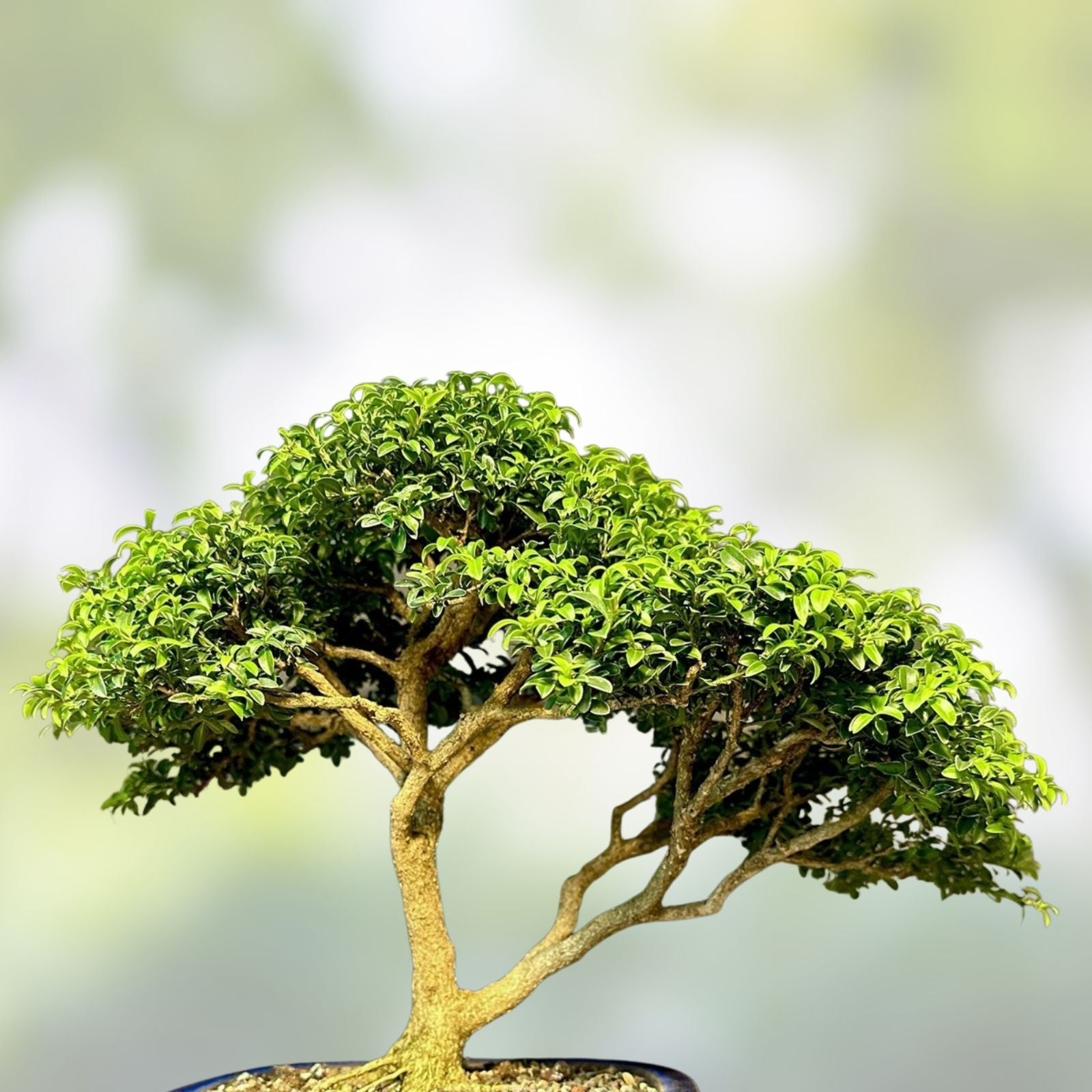 Bonsai Tree 12” Kingsville Boxwood Cascade in Yixing Zisha Pot, 30-35 Years Old, Buxus microphylla, Decorative Indoor Plant